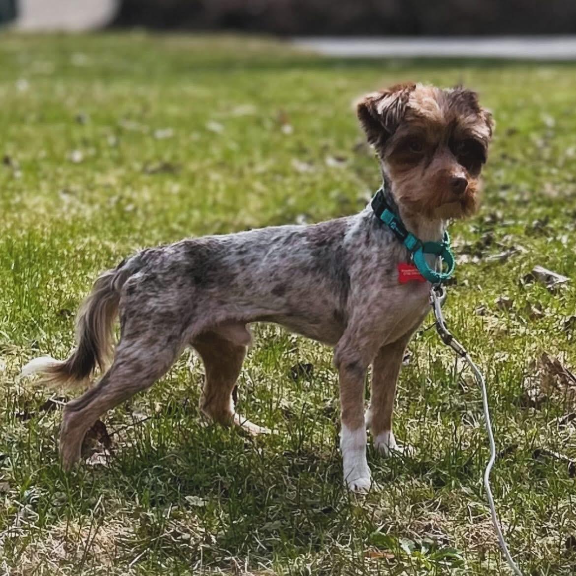 Enlarge Alix, a ADOPTABLE mixed breed in West Falls, NY image 3/3