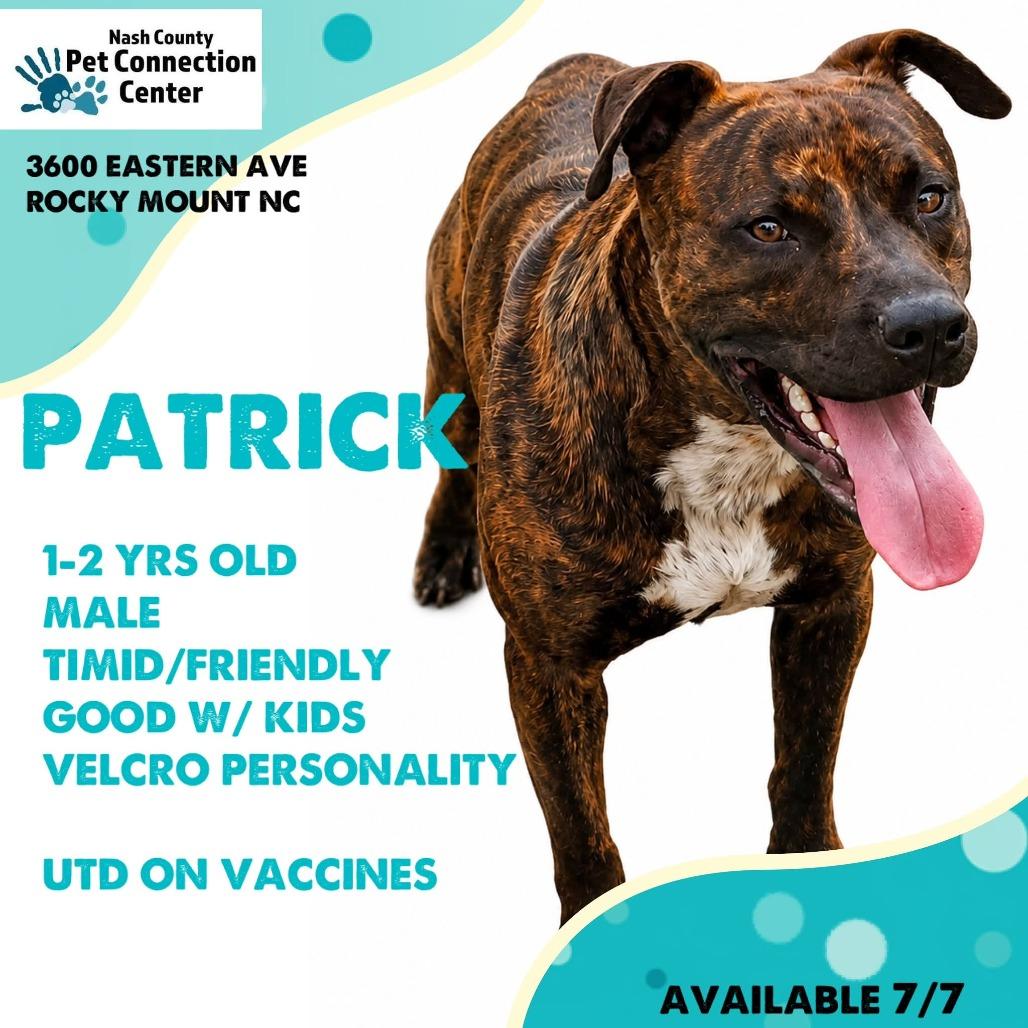 Enlarge PATRICK  Available NOW - ADOPTION or RESCUE!, a Adoptable Mixed Breed in Nashville, NC image 1/1