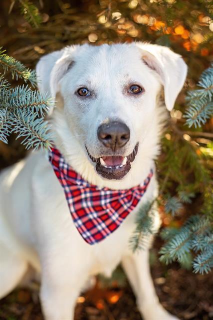 SNOW, Adoptable, Young Female Great Pyrenees & Mixed Breed.
