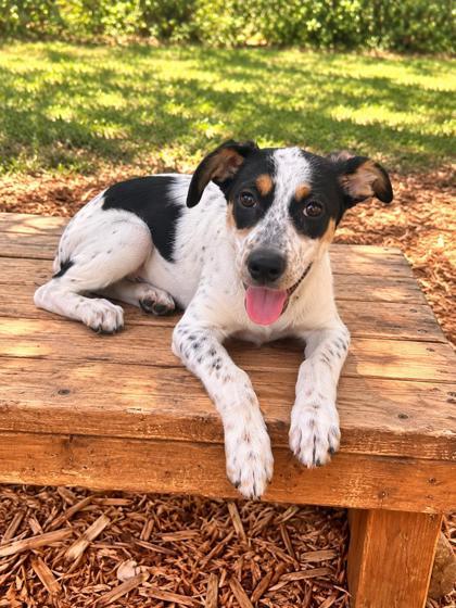 Winnie, Adoptable, Puppy Female Mixed Breed & Mixed Breed.