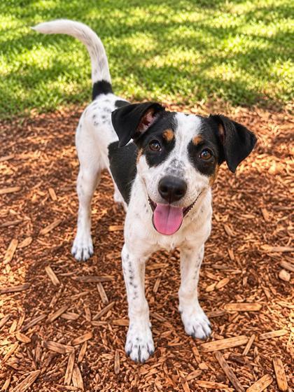 Enlarge Winnie, a Adoptable mixed breed in Cumming, GA image 2/3