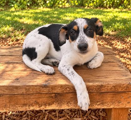 Enlarge Winnie, a Adoptable mixed breed in Cumming, GA image 3/3