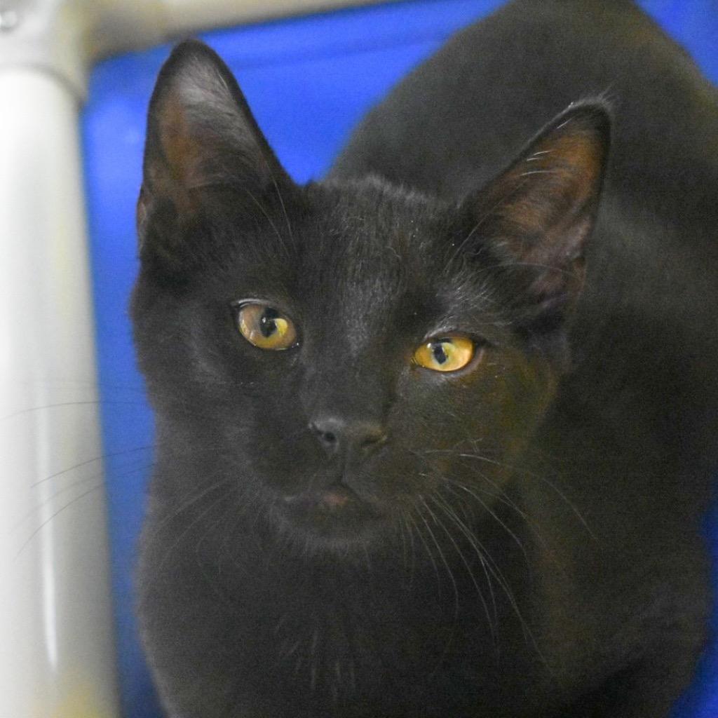Everest, Adoptable, Kitten Male Domestic Short Hair.