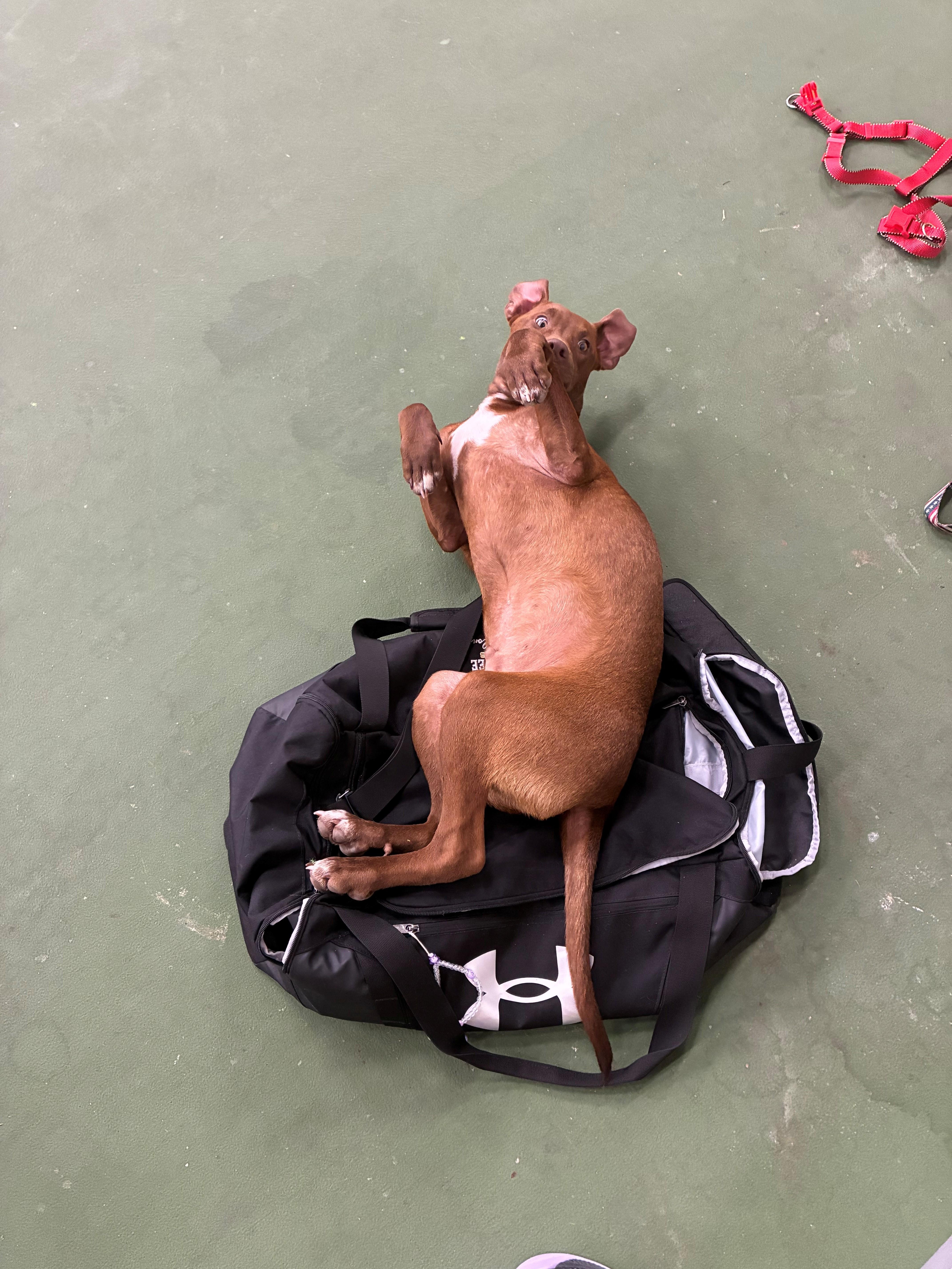Enlarge Java Zoom - southern adoption, an adopted mixed breed in Woburn, MA image 4/6