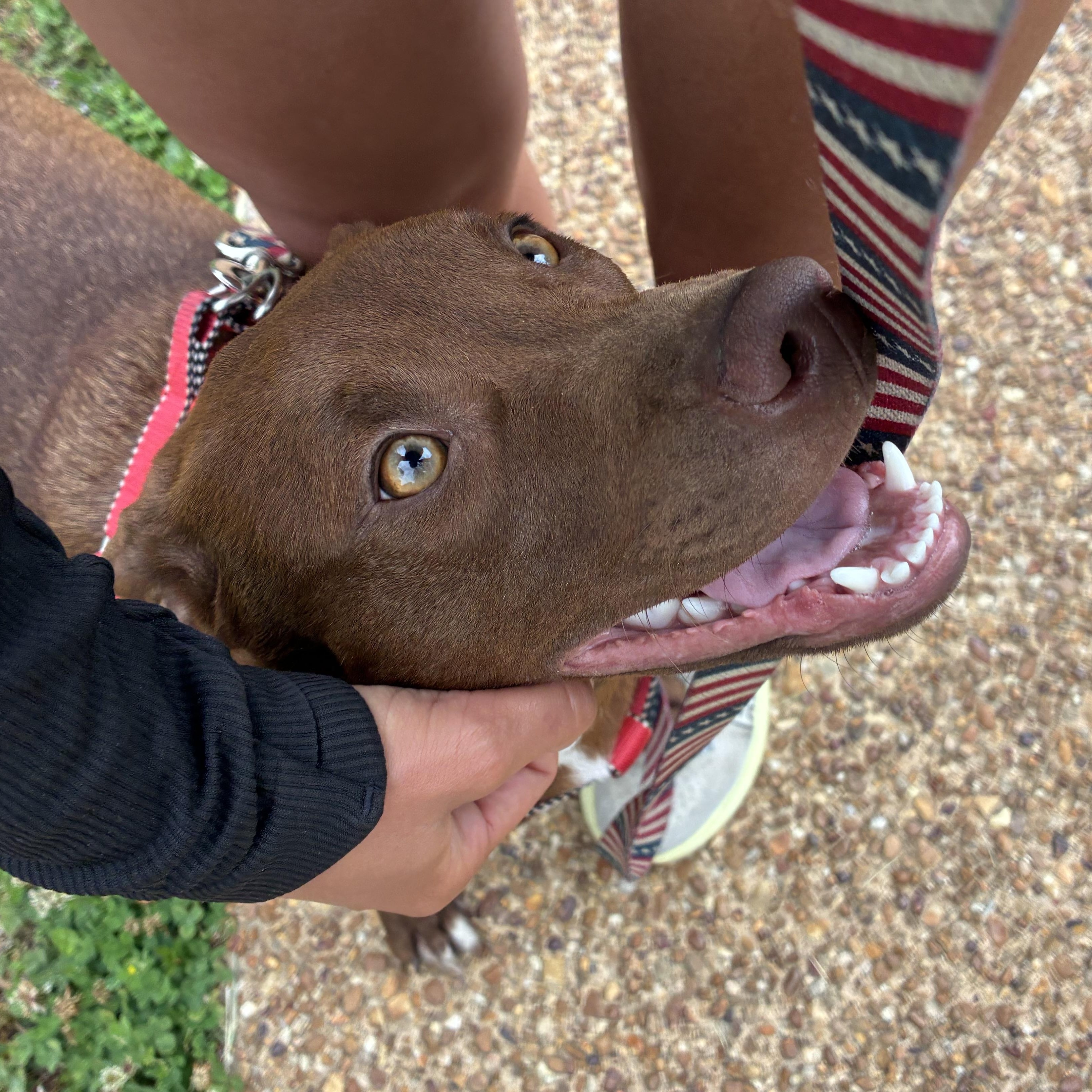 Java Zoom - southern adoption, adopted, Puppy Male Hound.