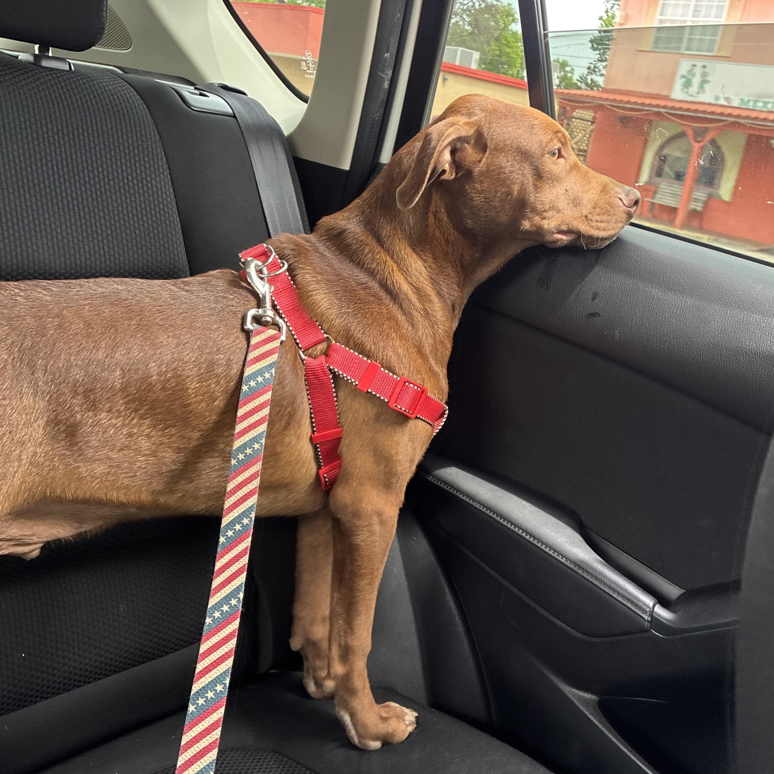 Enlarge Java Zoom - southern adoption, an adopted mixed breed in Woburn, MA image 2/6