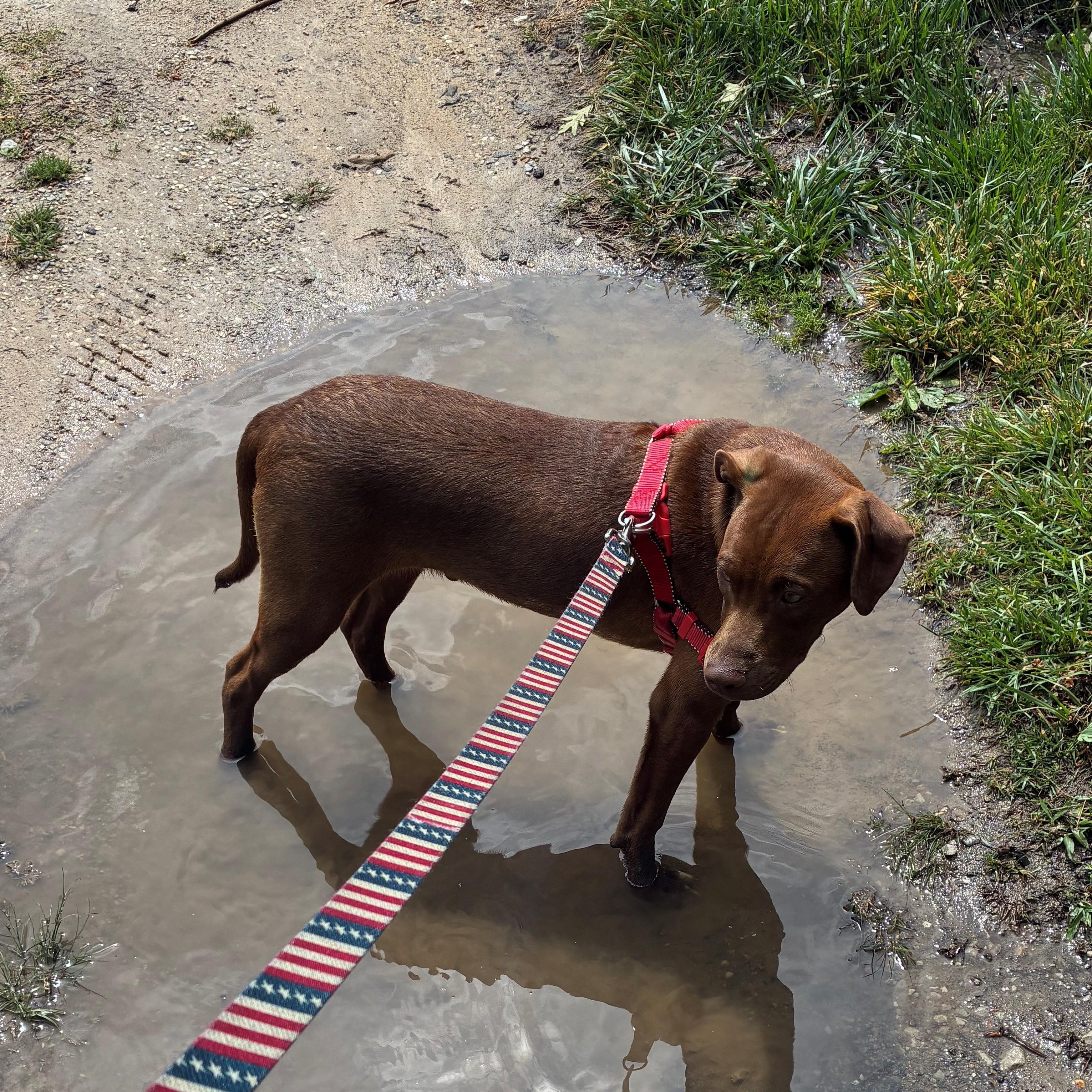 Enlarge Java Zoom - southern adoption, an adopted mixed breed in Woburn, MA image 3/6