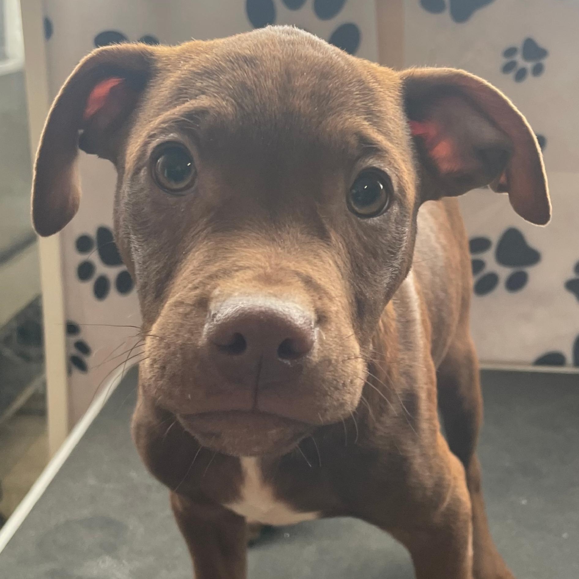 Enlarge Java Zoom - southern adoption, an adopted mixed breed in Woburn, MA image 5/6