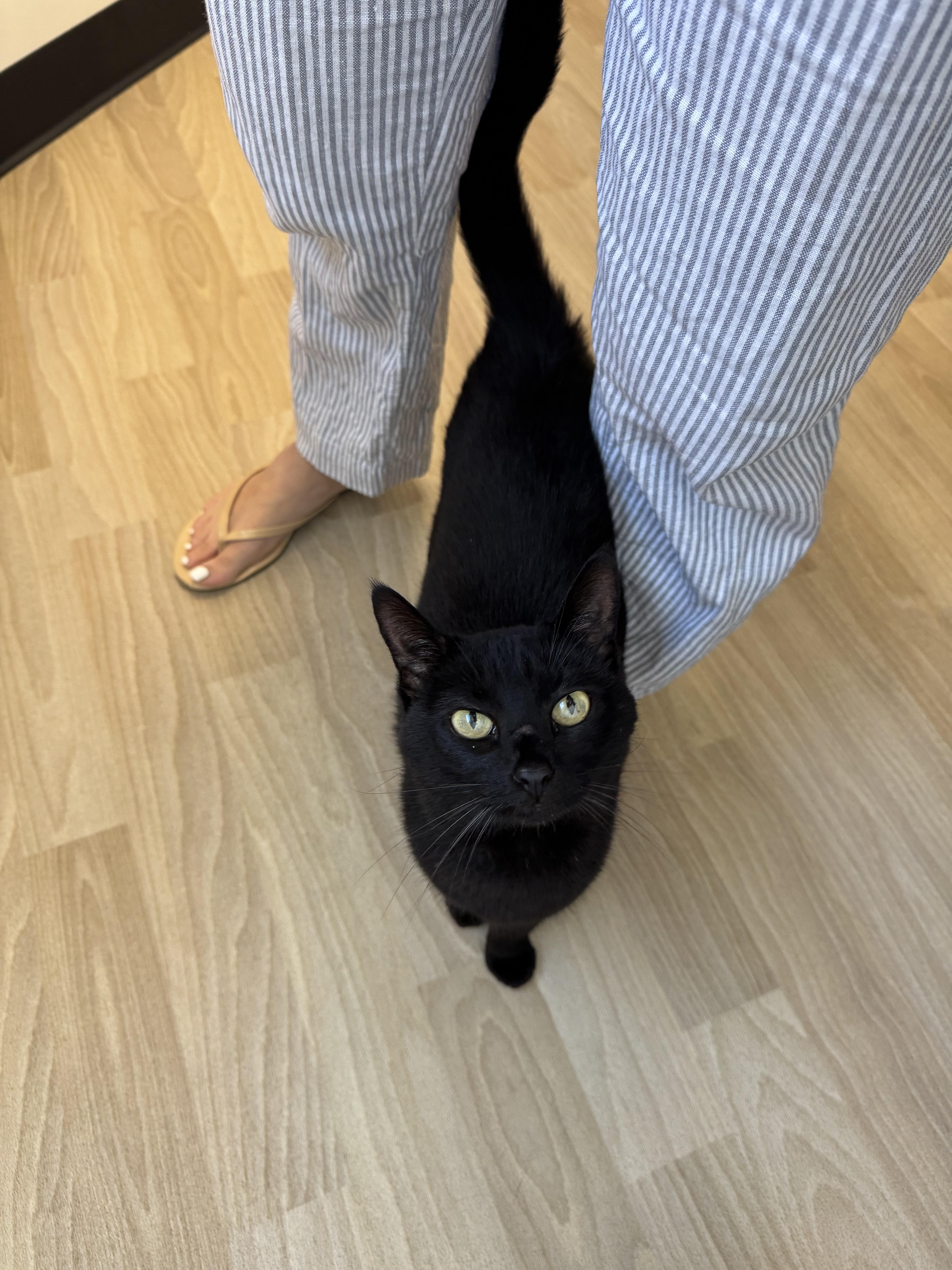 Enlarge Sabrina, a Adopted Domestic Short Hair in West Berlin, NJ image 2/6