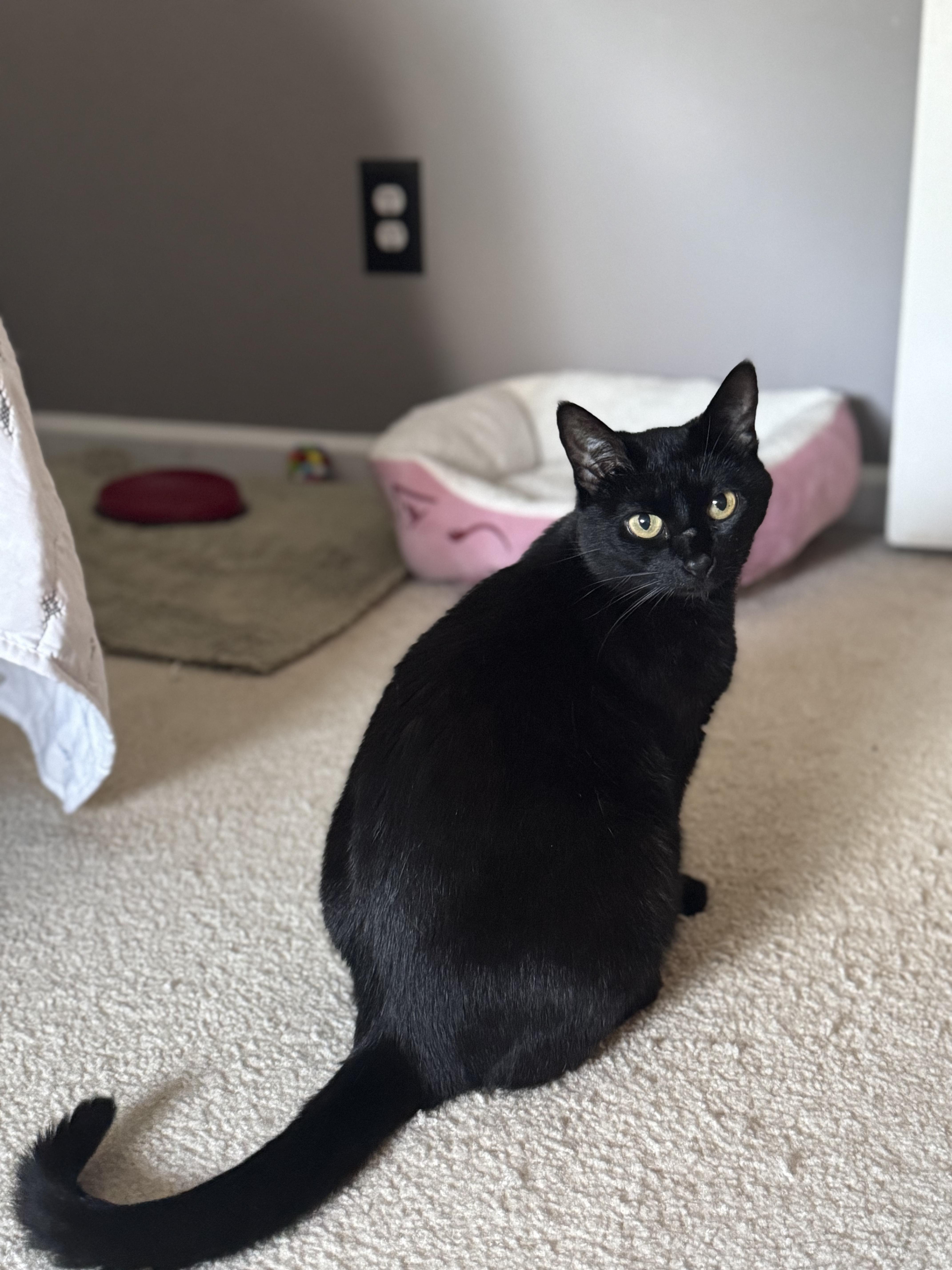 Sabrina, Adopted, Young Female Domestic Short Hair.