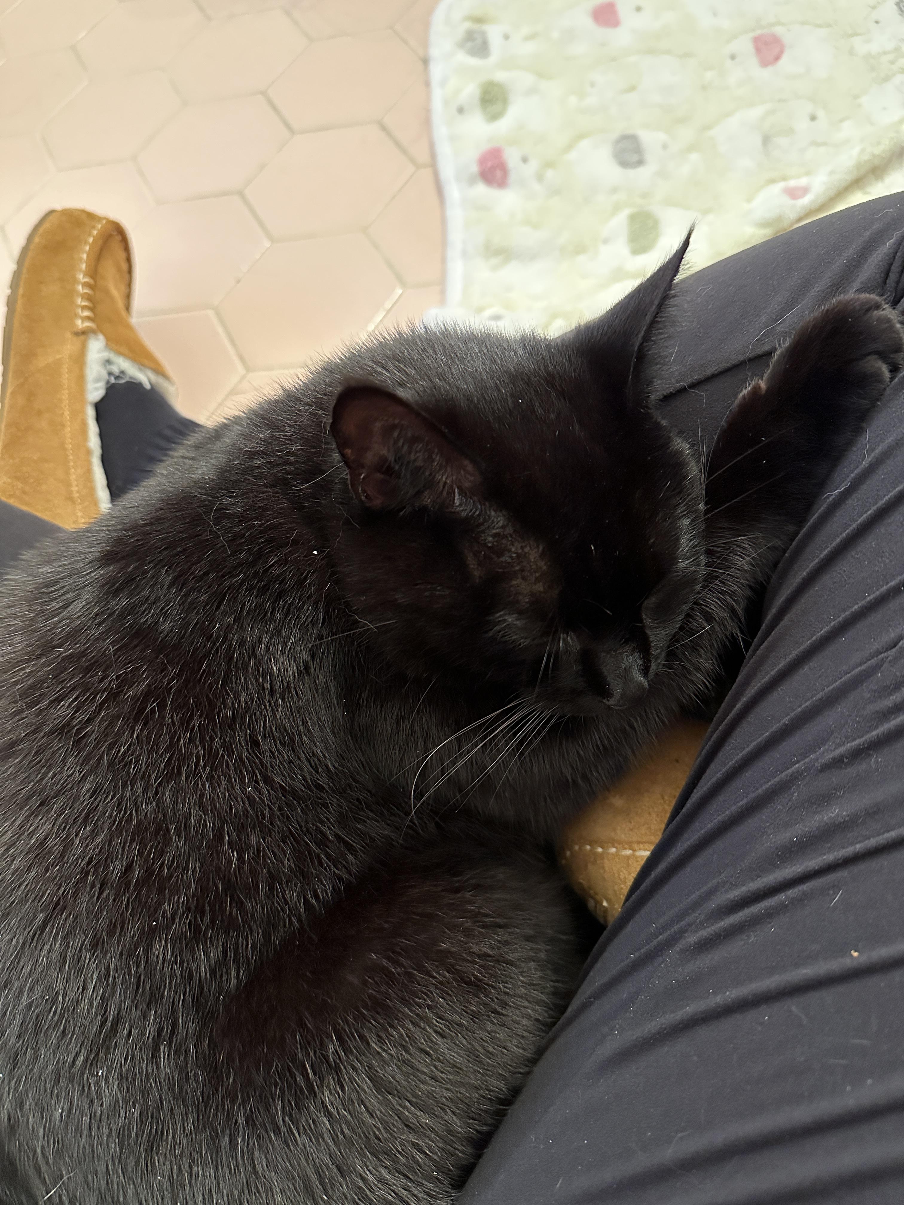 Enlarge Sabrina, a Adopted Domestic Short Hair in West Berlin, NJ image 3/6