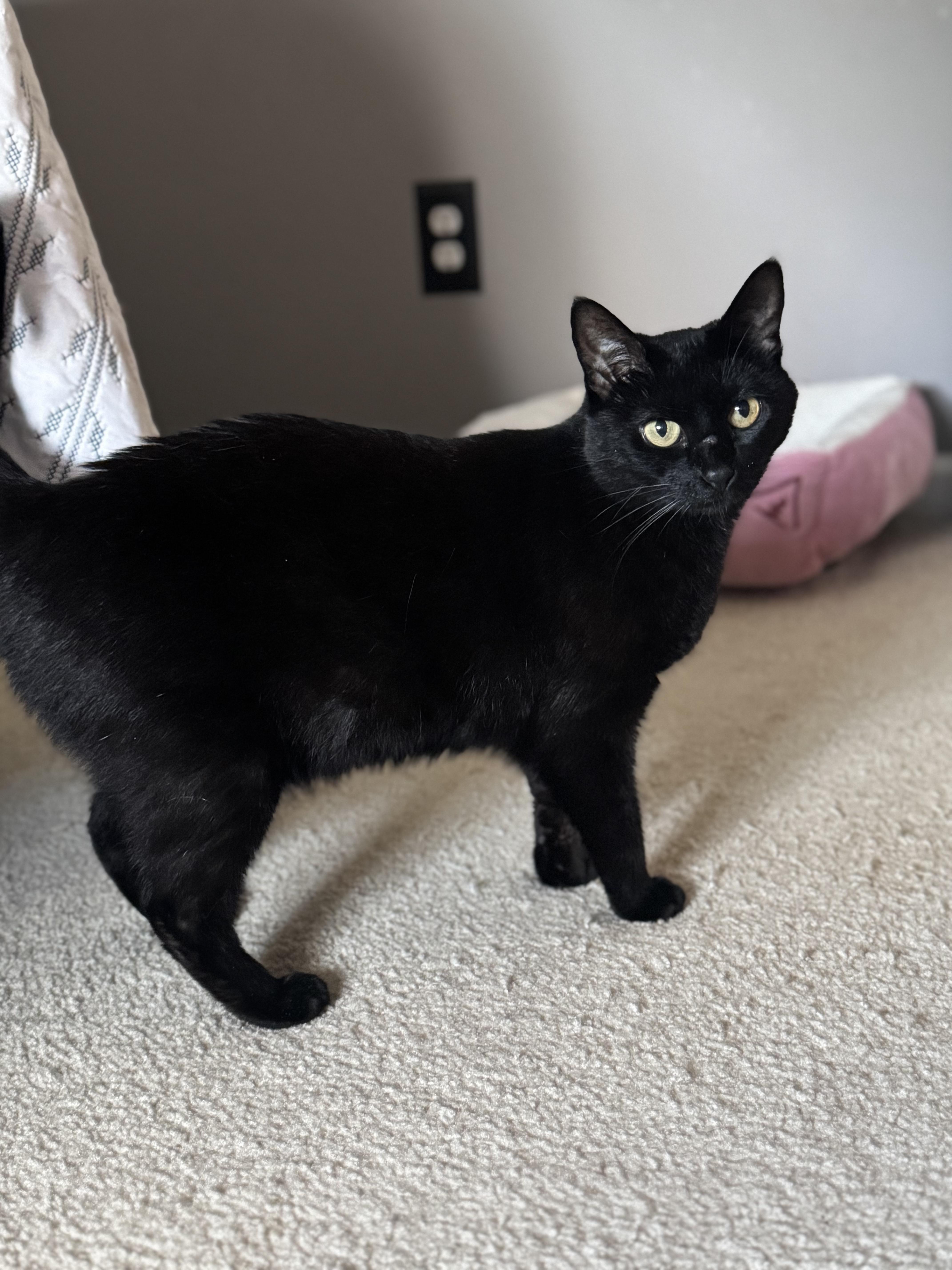 Enlarge Sabrina, a Adopted Domestic Short Hair in West Berlin, NJ image 4/6