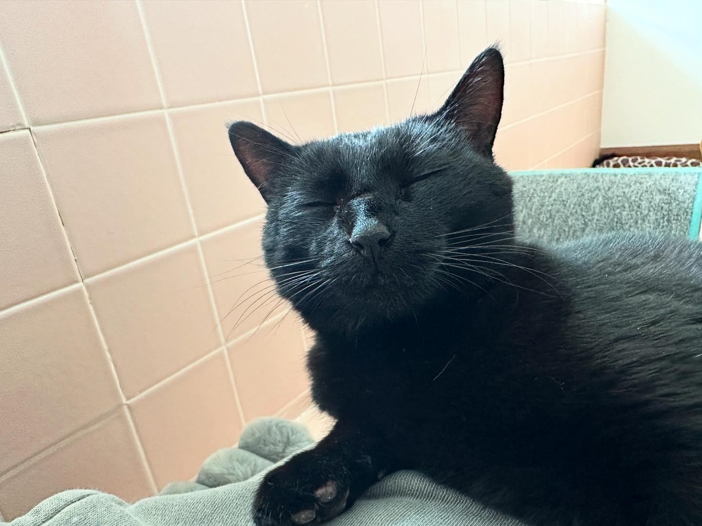 Enlarge Sabrina, a Adopted Domestic Short Hair in West Berlin, NJ image 5/6