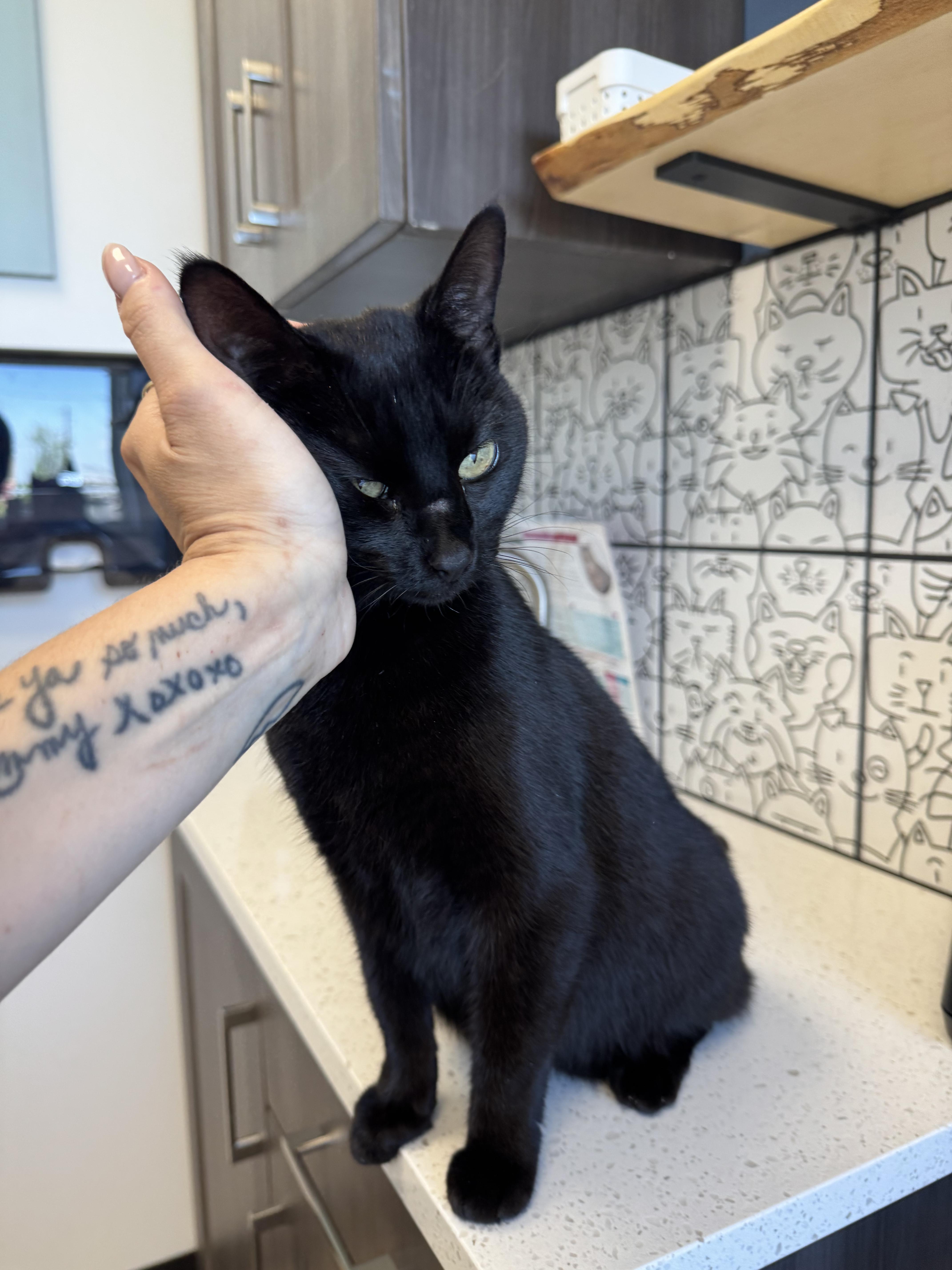 Enlarge Sabrina, a Adopted Domestic Short Hair in West Berlin, NJ image 6/6