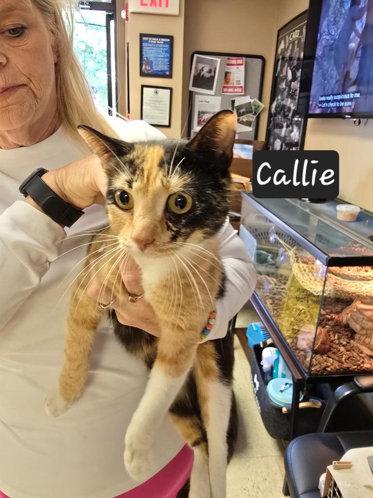 Callie, a Adoptable mixed breed in Maumelle, AR image 1/2