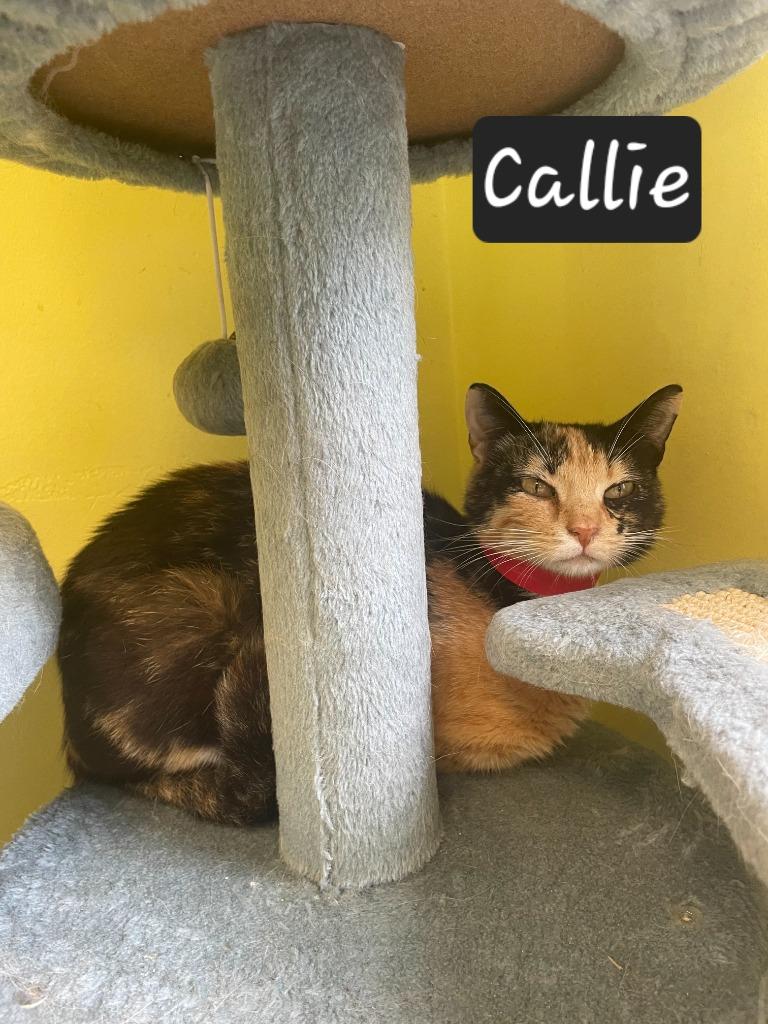 Callie, a Adoptable mixed breed in Maumelle, AR image 2/2