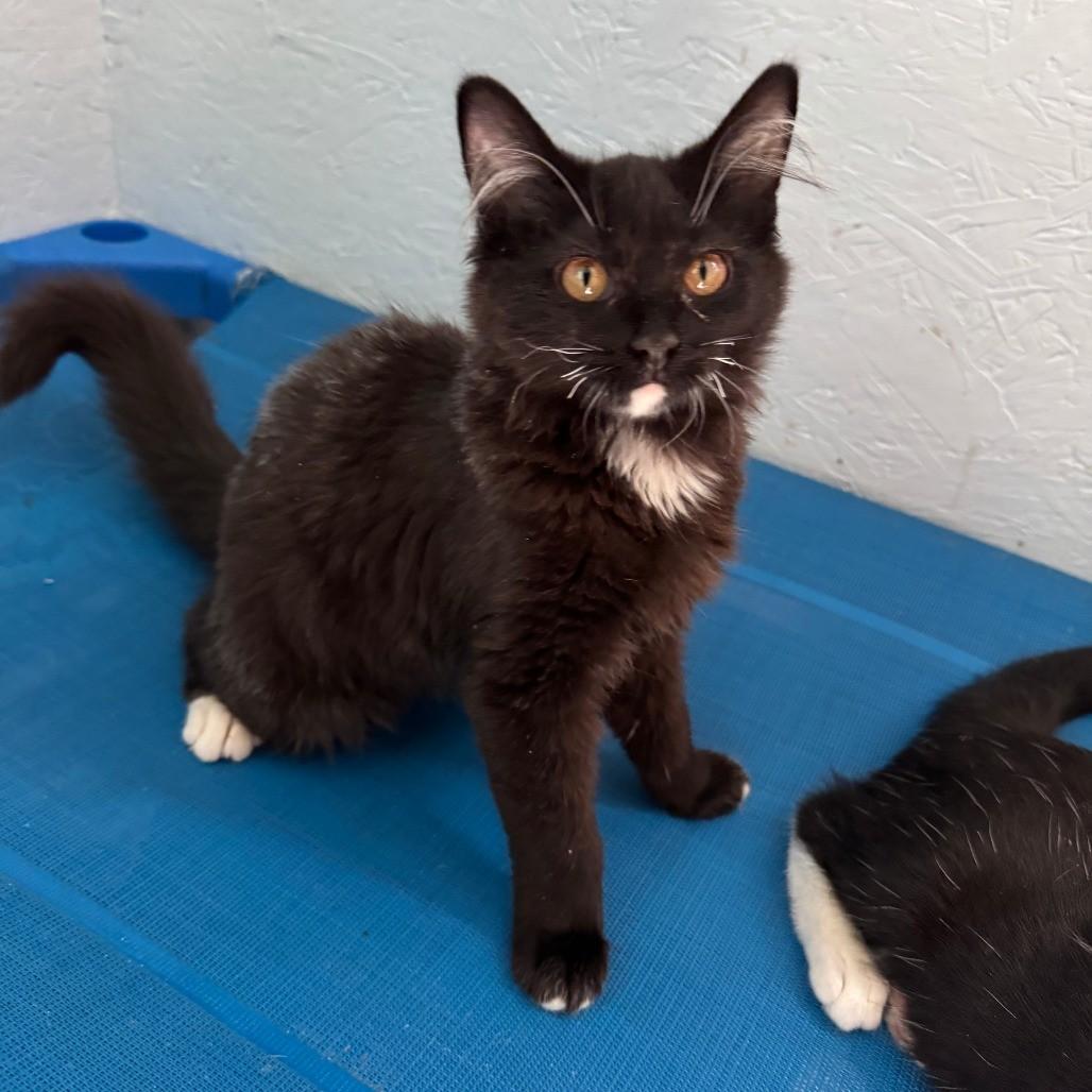 Colman, Adopted, Young Male Domestic Medium Hair.