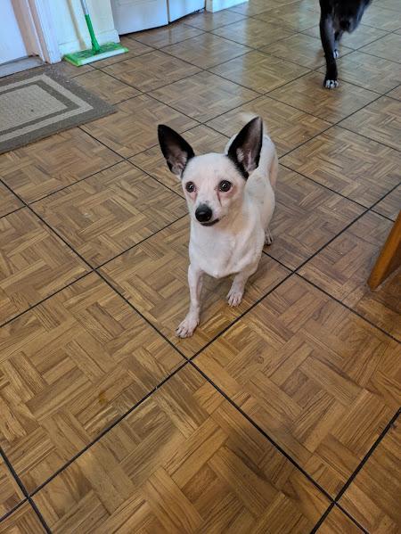 Enlarge Sonic, a Adoptable Chihuahua in Plantation, FL image 2/3