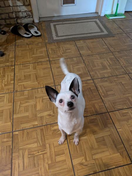 Enlarge Sonic, a Adoptable Chihuahua in Plantation, FL image 1/3