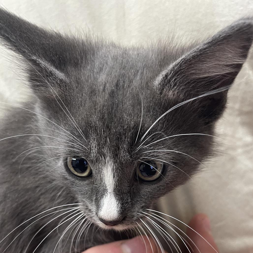 Tommy, Adoptable, Kitten Male Domestic Short Hair.