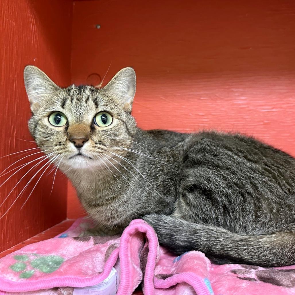 Marcus, Adoptable, Adult Female Domestic Medium Hair & Domestic Short Hair.