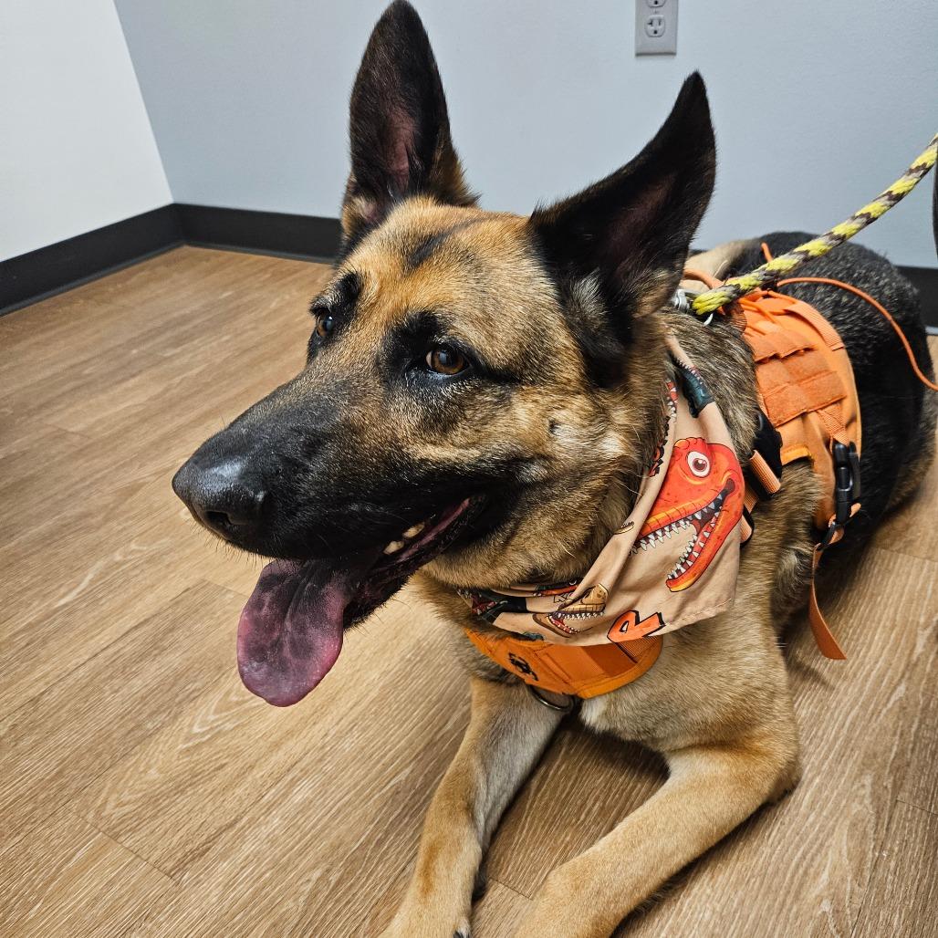 Arlo (PKA Clifford), a Adoptable German Shepherd Dog in Tulsa, OK image 4/6