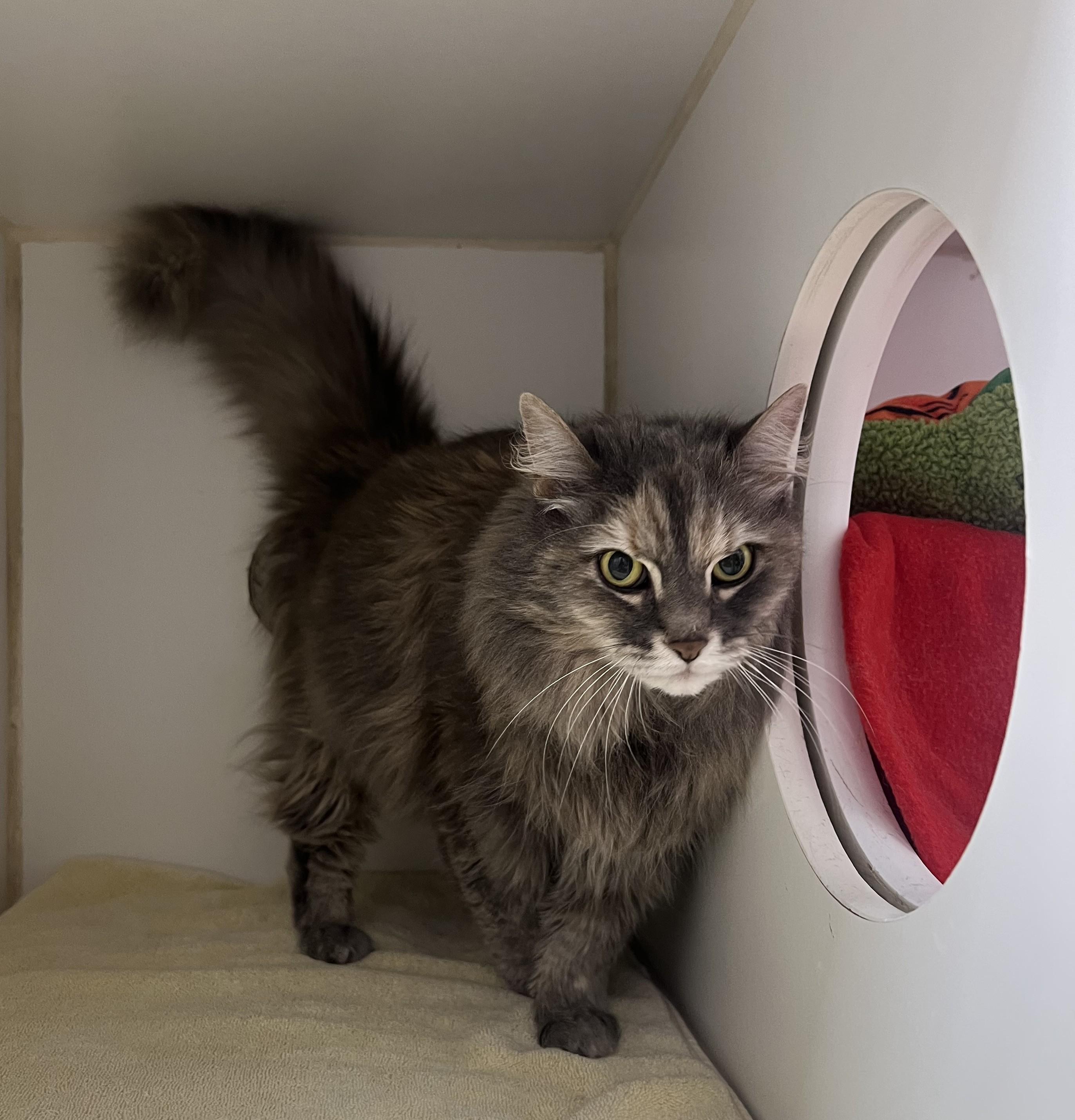 Enlarge Ghost, an adopted Domestic Long Hair in Reisterstown, MD image 1/1