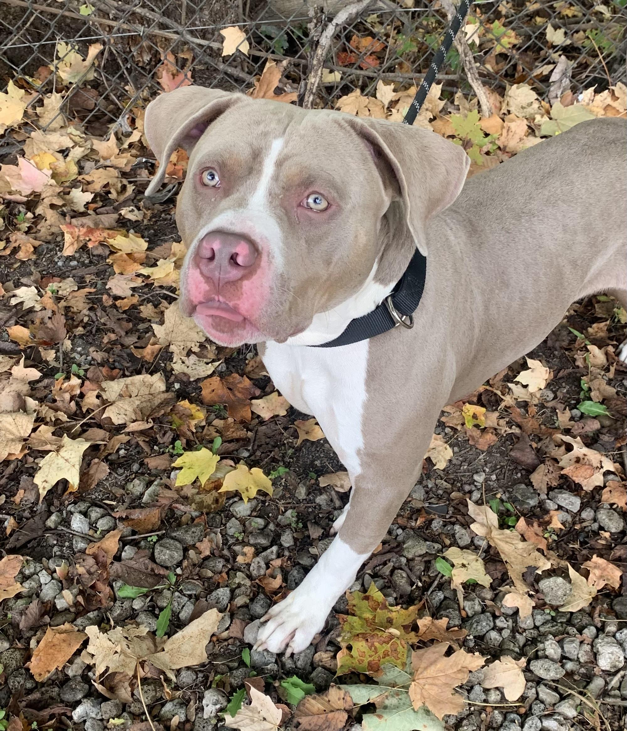 Jett, Adoptable, Adult Male Pit Bull Terrier.