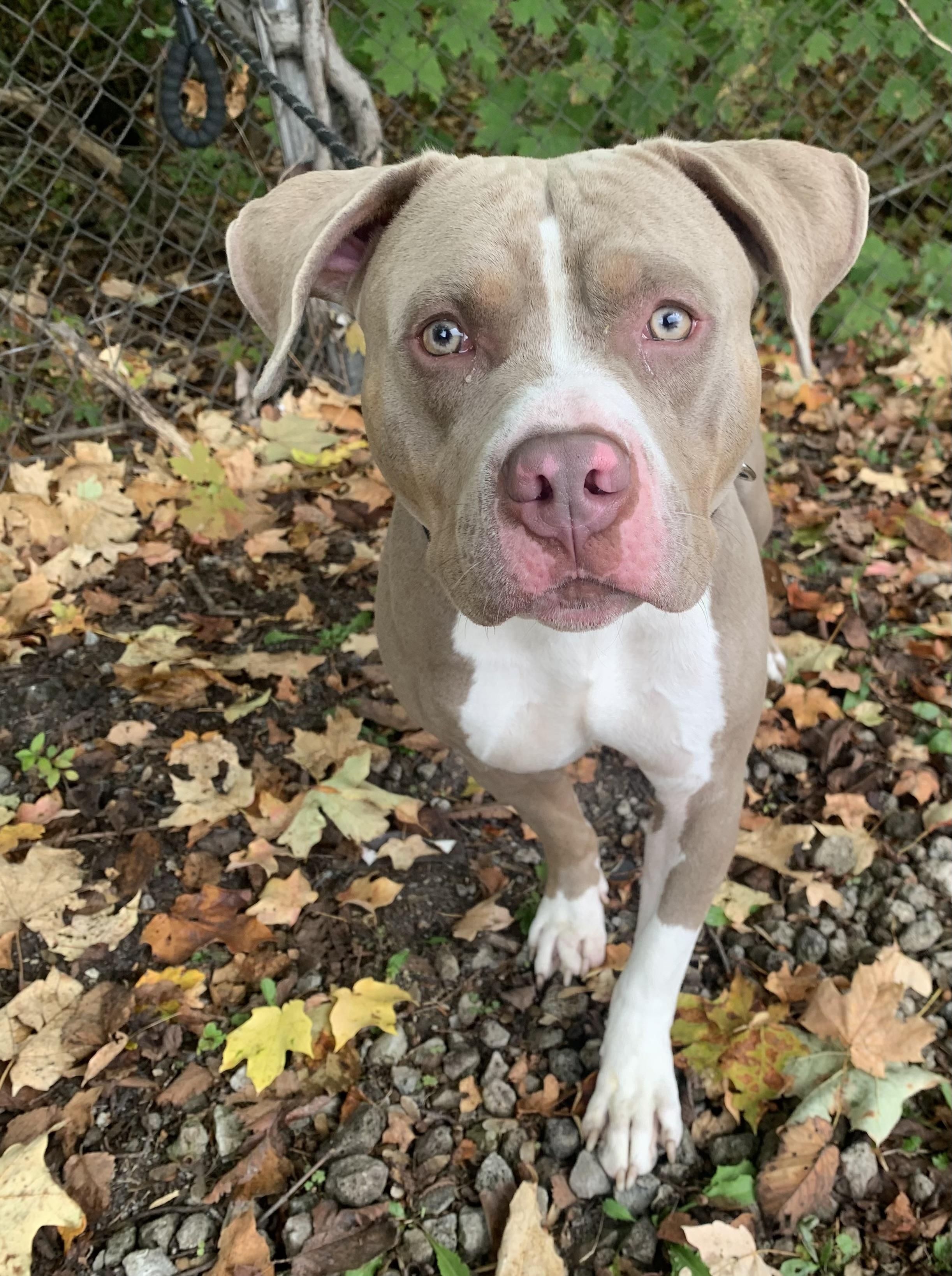 Enlarge Jett, a Adoptable Pit Bull Terrier in McKeesport, PA image 2/6