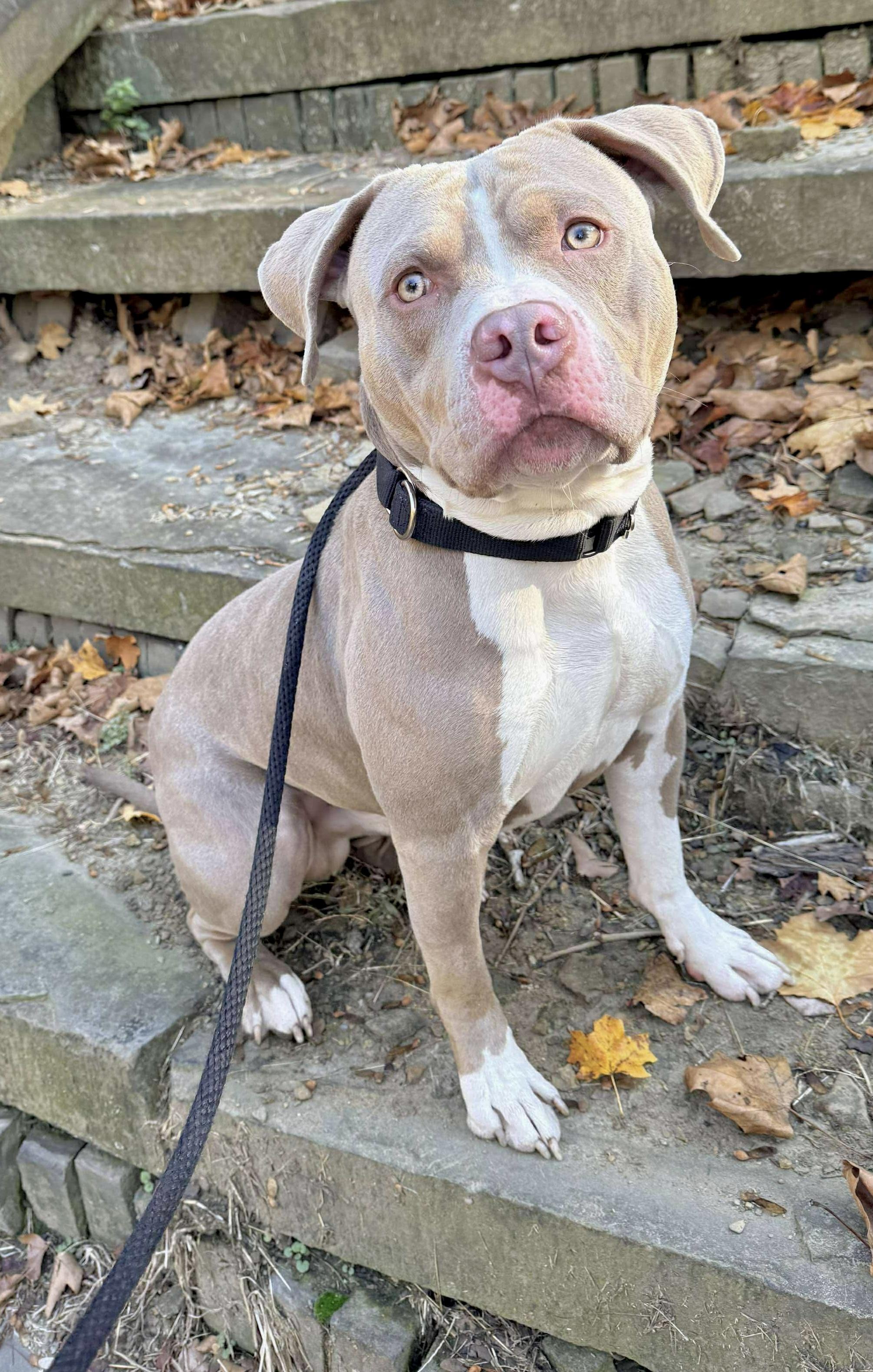 Enlarge Jett, a Adoptable Pit Bull Terrier in McKeesport, PA image 3/6