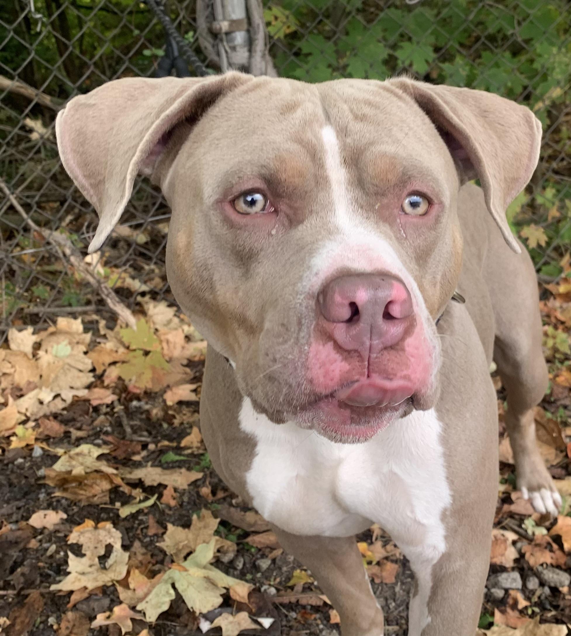 Enlarge Jett, a Adoptable Pit Bull Terrier in McKeesport, PA image 4/6