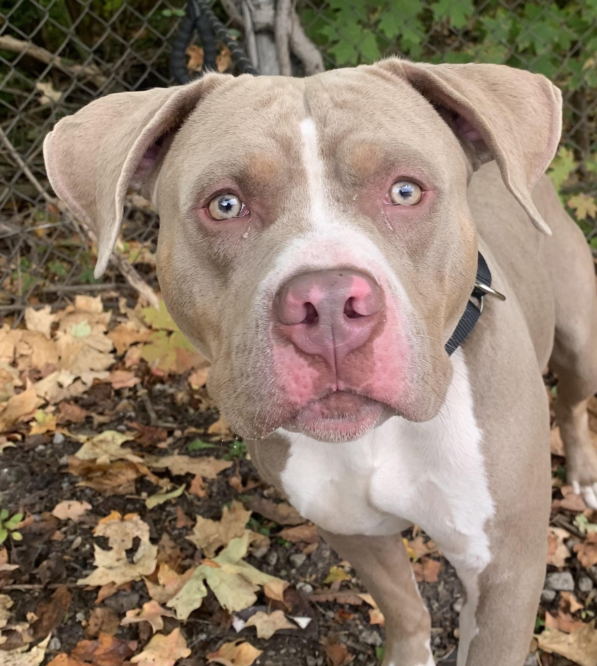 Enlarge Jett, a Adoptable Pit Bull Terrier in McKeesport, PA image 5/6