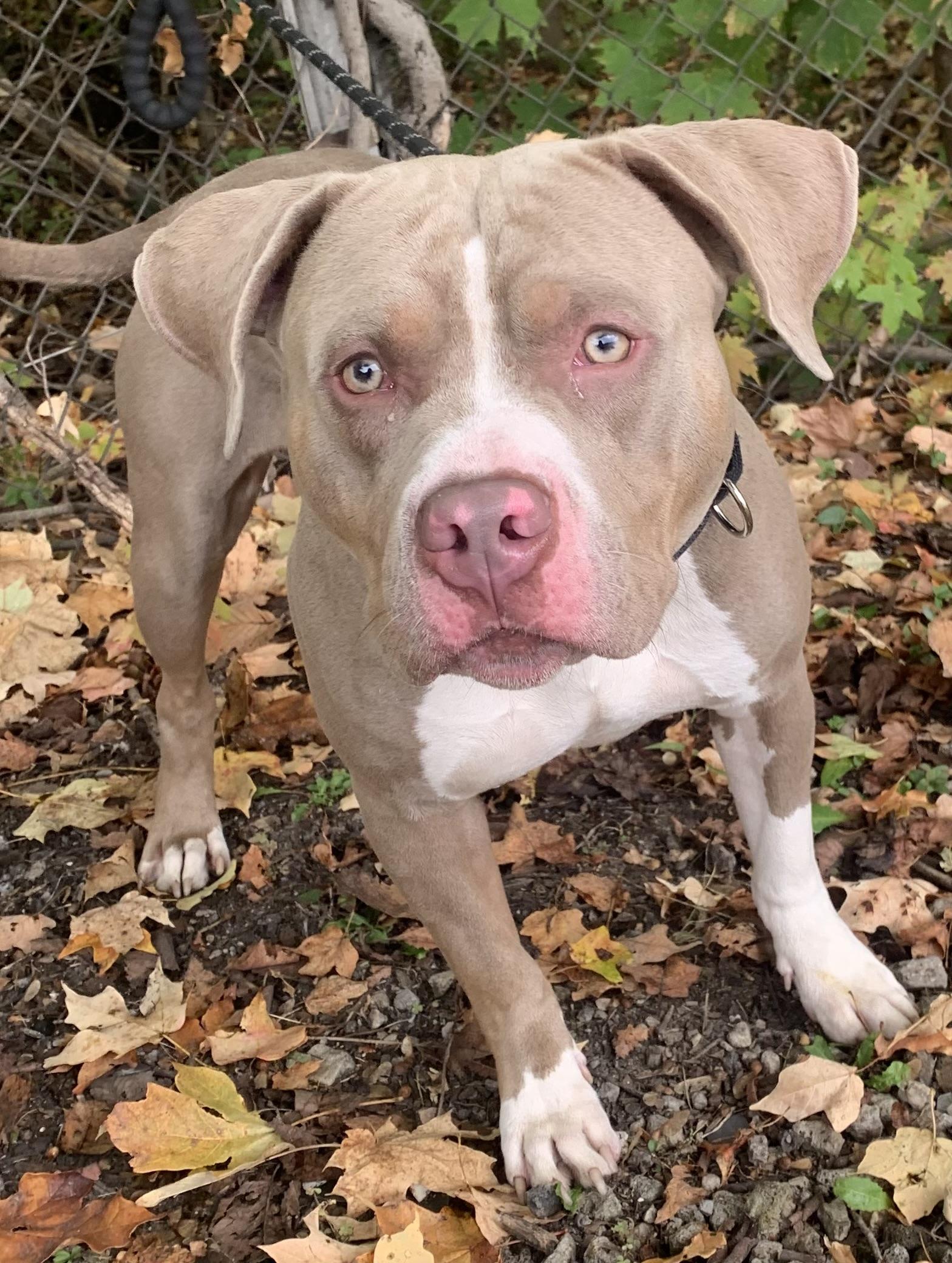 Enlarge Jett, a Adoptable Pit Bull Terrier in McKeesport, PA image 6/6