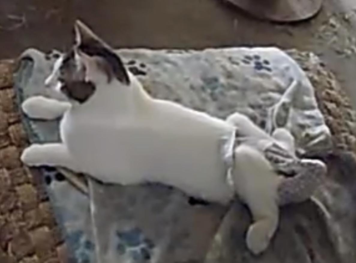 Crockett, a Adoptable mixed breed in Palm Desert, CA image 2/5