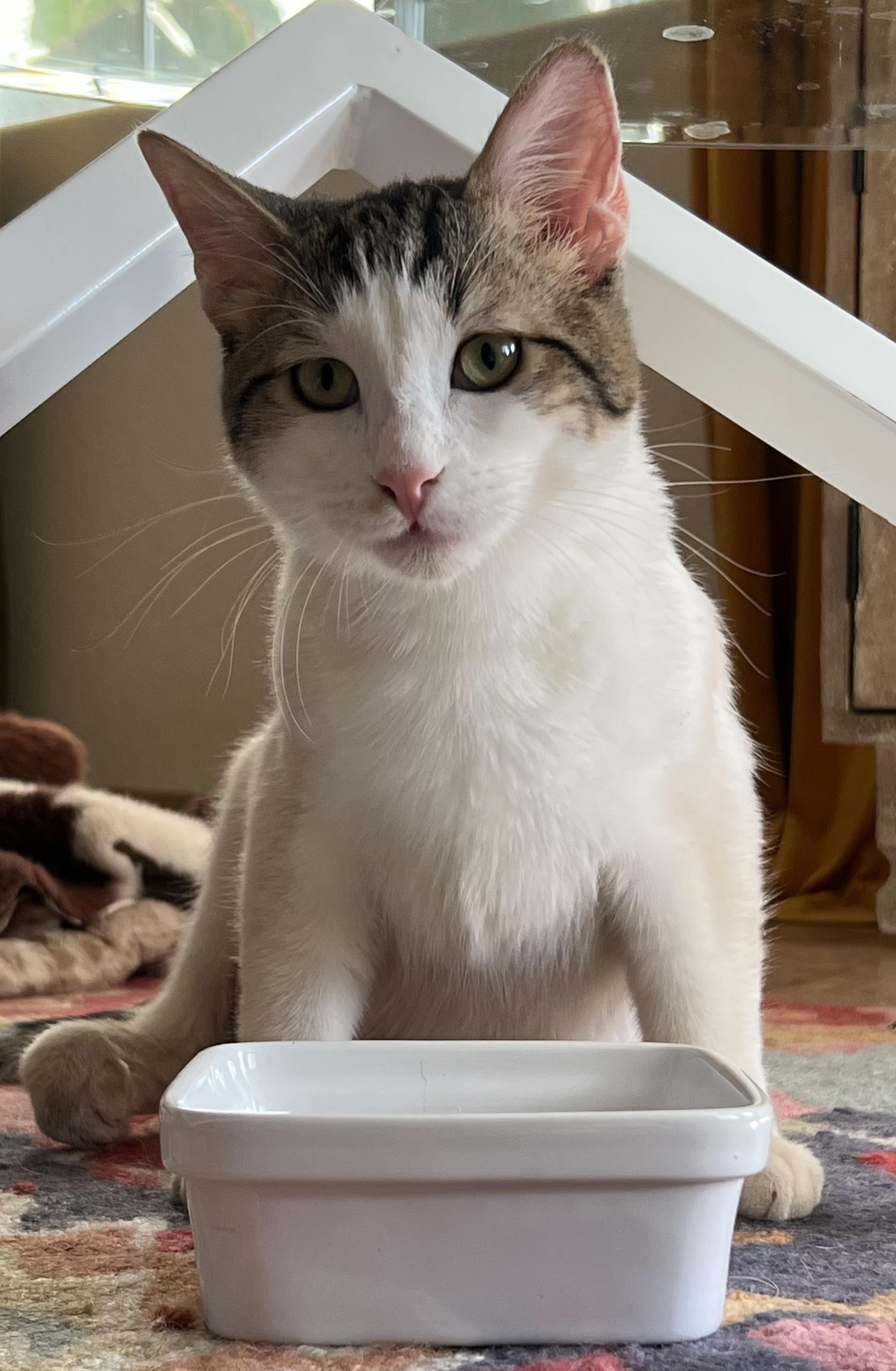 Crockett, Adoptable, Young Male Domestic Short Hair.