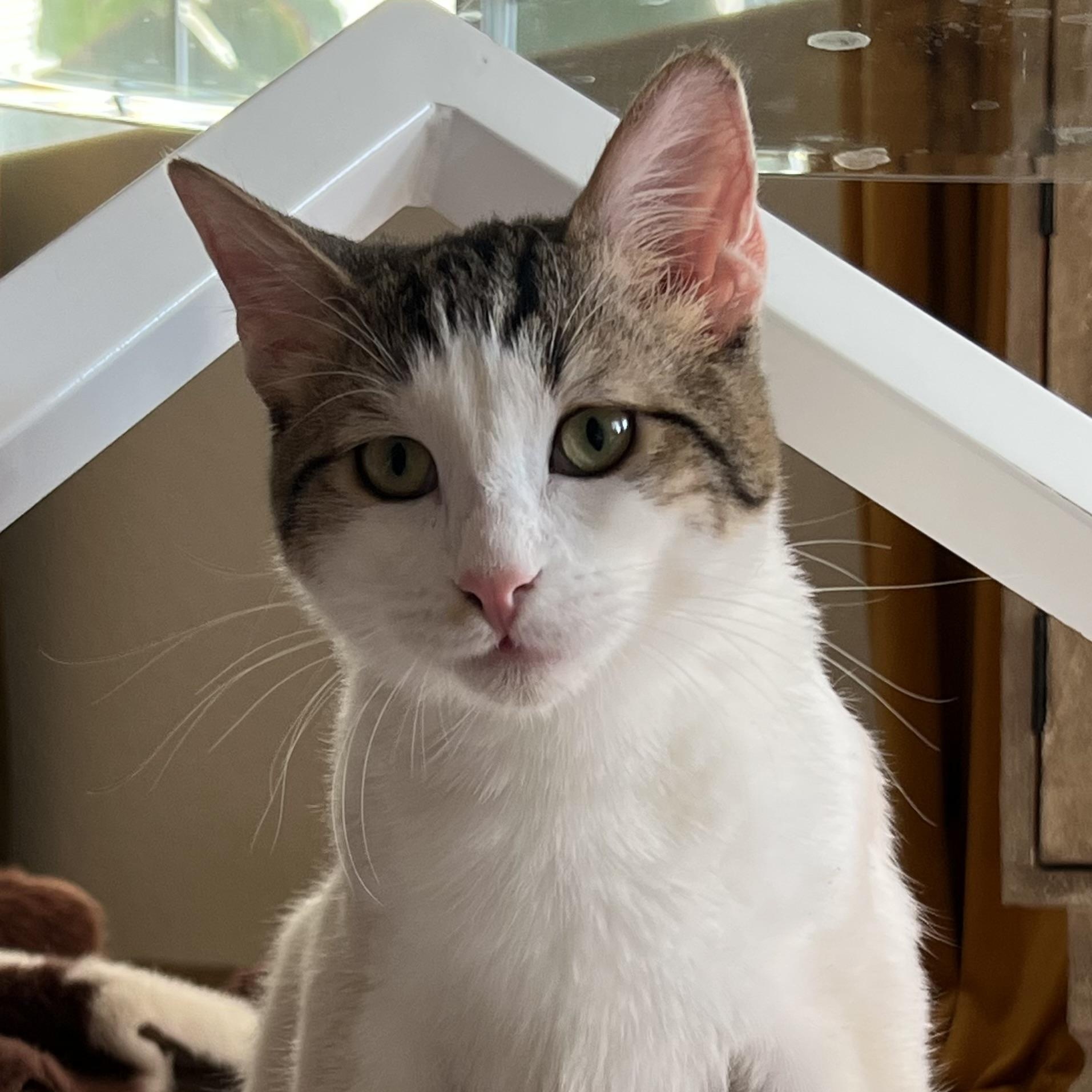 Crockett, a Adoptable mixed breed in Palm Desert, CA image 1/5