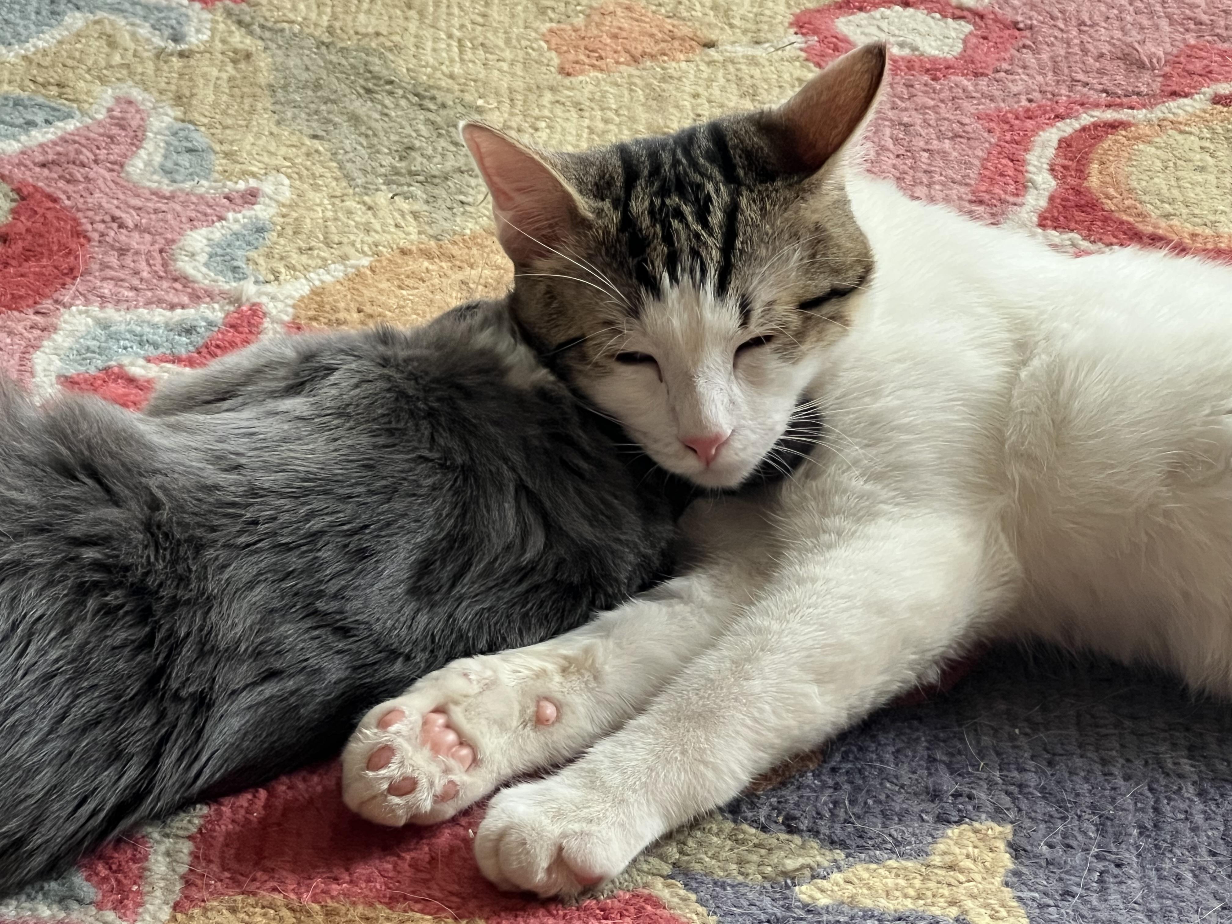 Crockett, a Adoptable mixed breed in Palm Desert, CA image 3/5