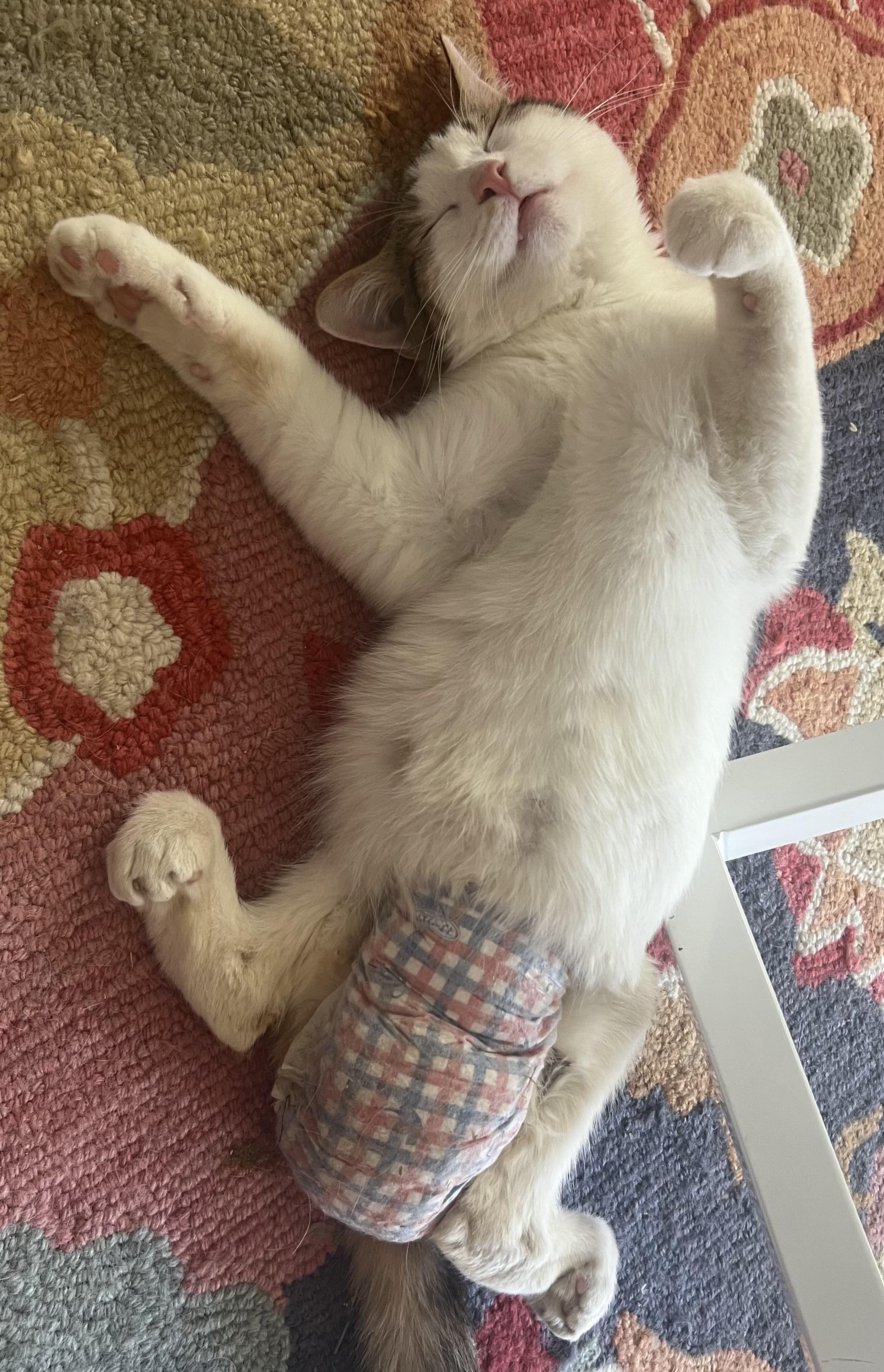 Crockett, a Adoptable mixed breed in Palm Desert, CA image 4/5