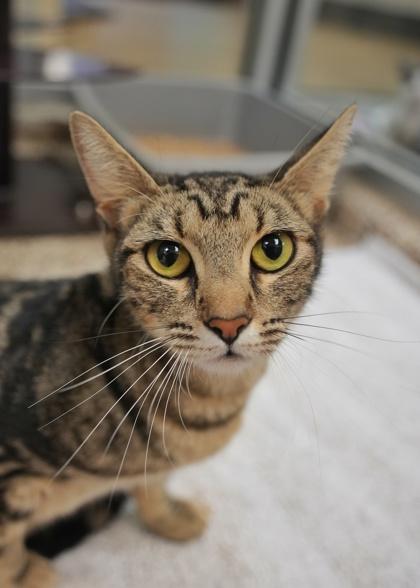 Enlarge Angela 65062, a Adoptable mixed breed in Aiken, SC image 1/2