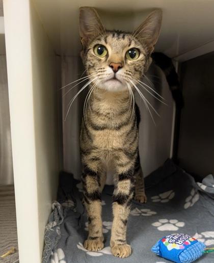 Enlarge Angela 65062, a Adoptable mixed breed in Aiken, SC image 2/2