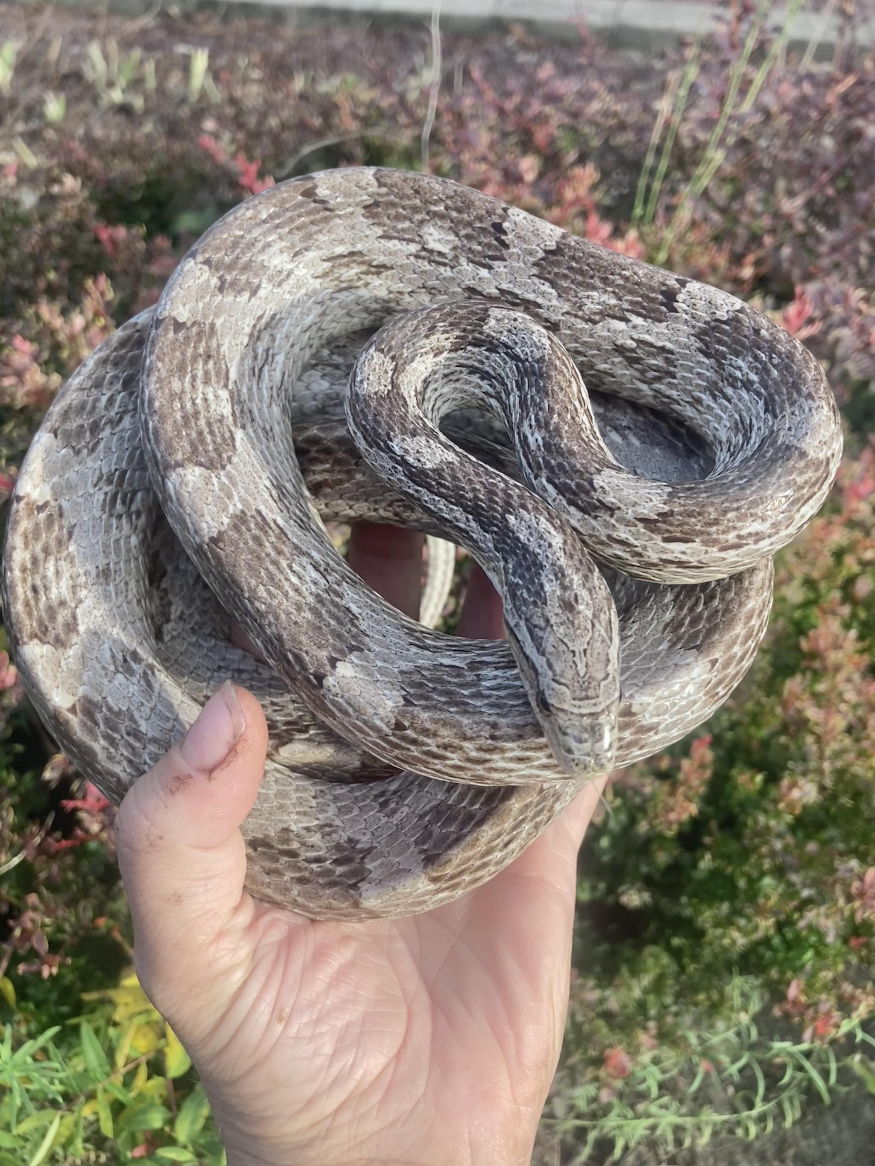 Enlarge Brett, an adopted Corn / Rat in Palmerton, PA image 1/3