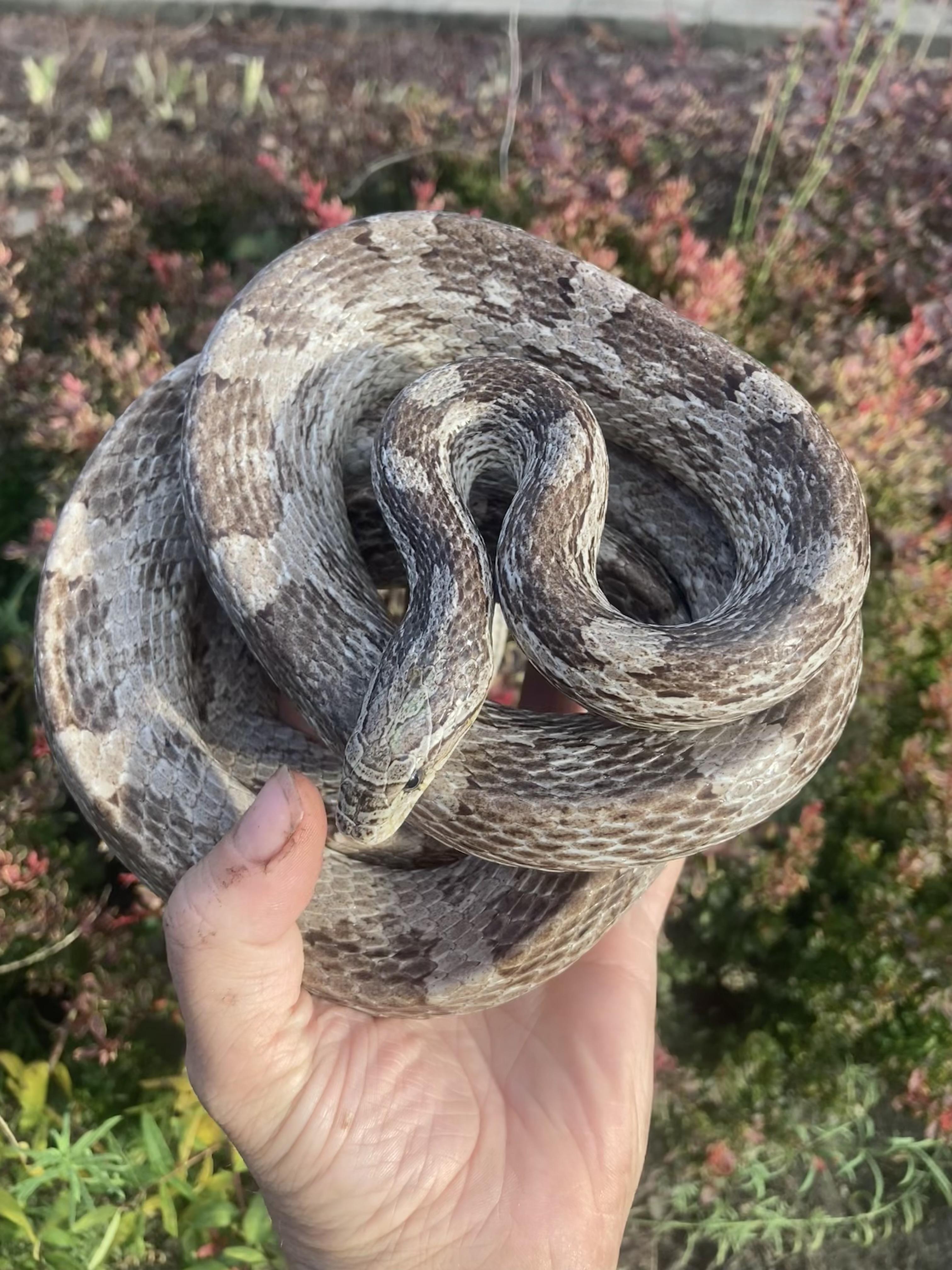 Enlarge Brett, an adopted Corn / Rat in Palmerton, PA image 2/3