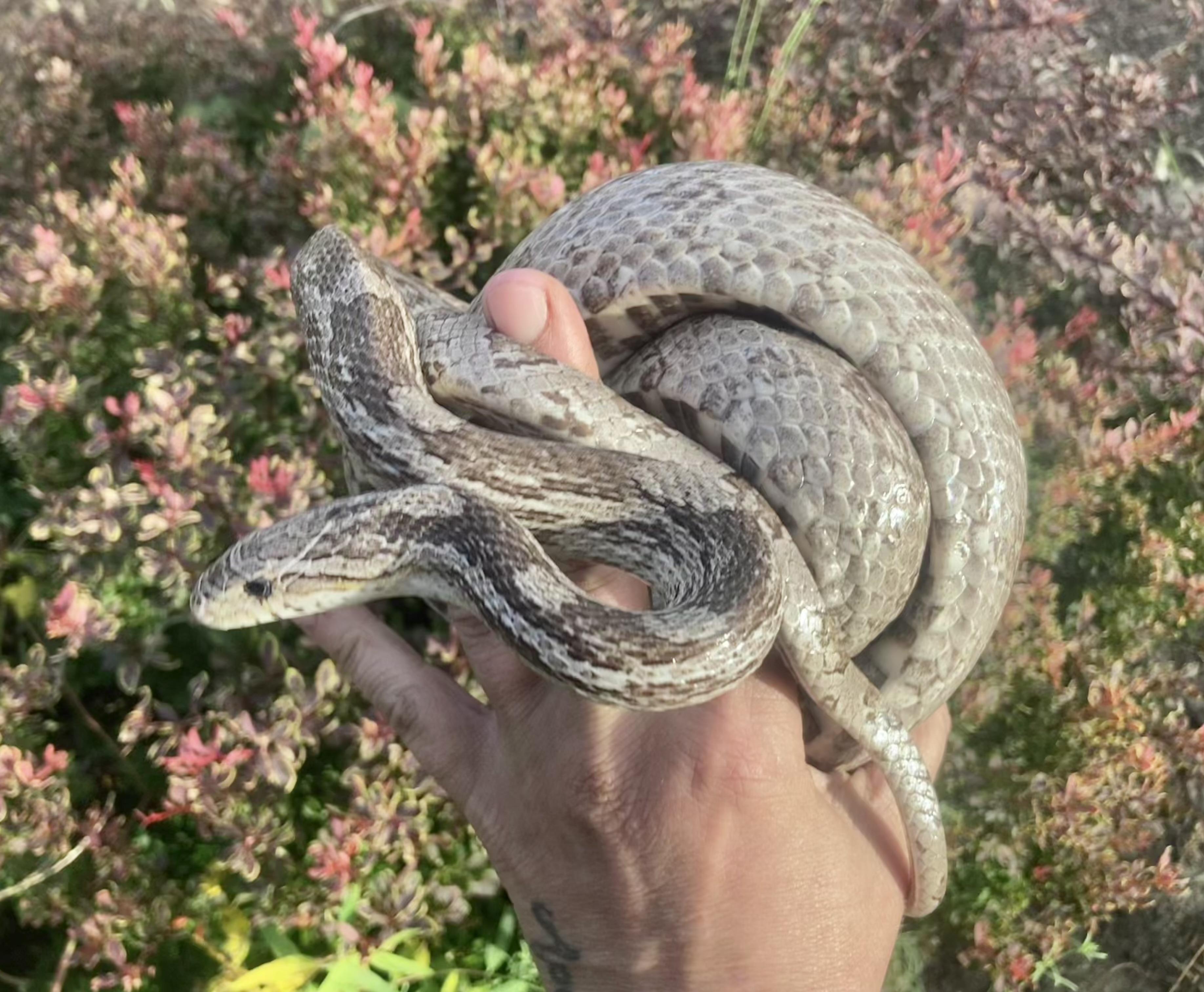 Enlarge Brett, an adopted Corn / Rat in Palmerton, PA image 3/3