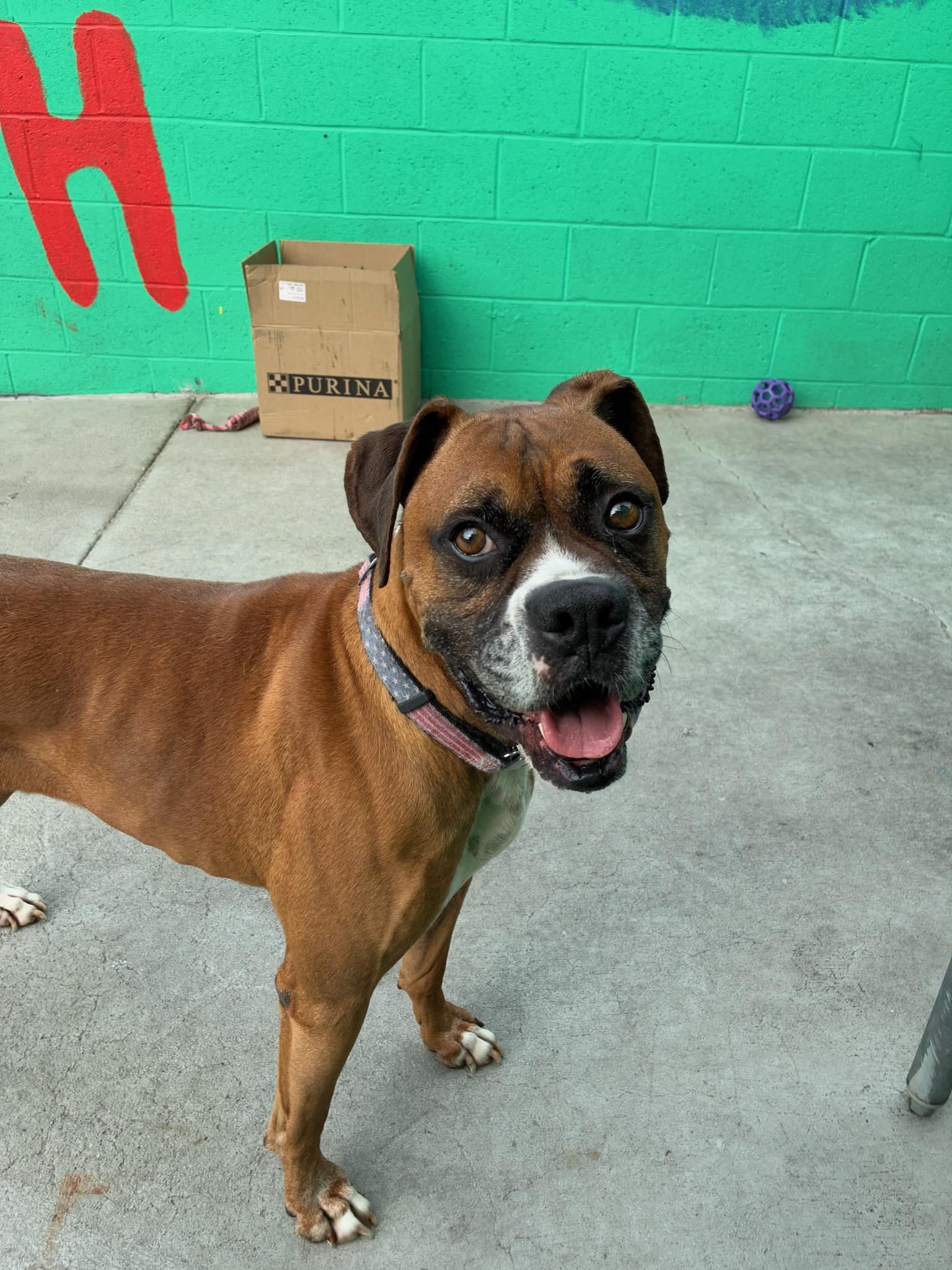 Enlarge Mellow, a Adoptable Boxer in Huntington Beach, CA image 1/4