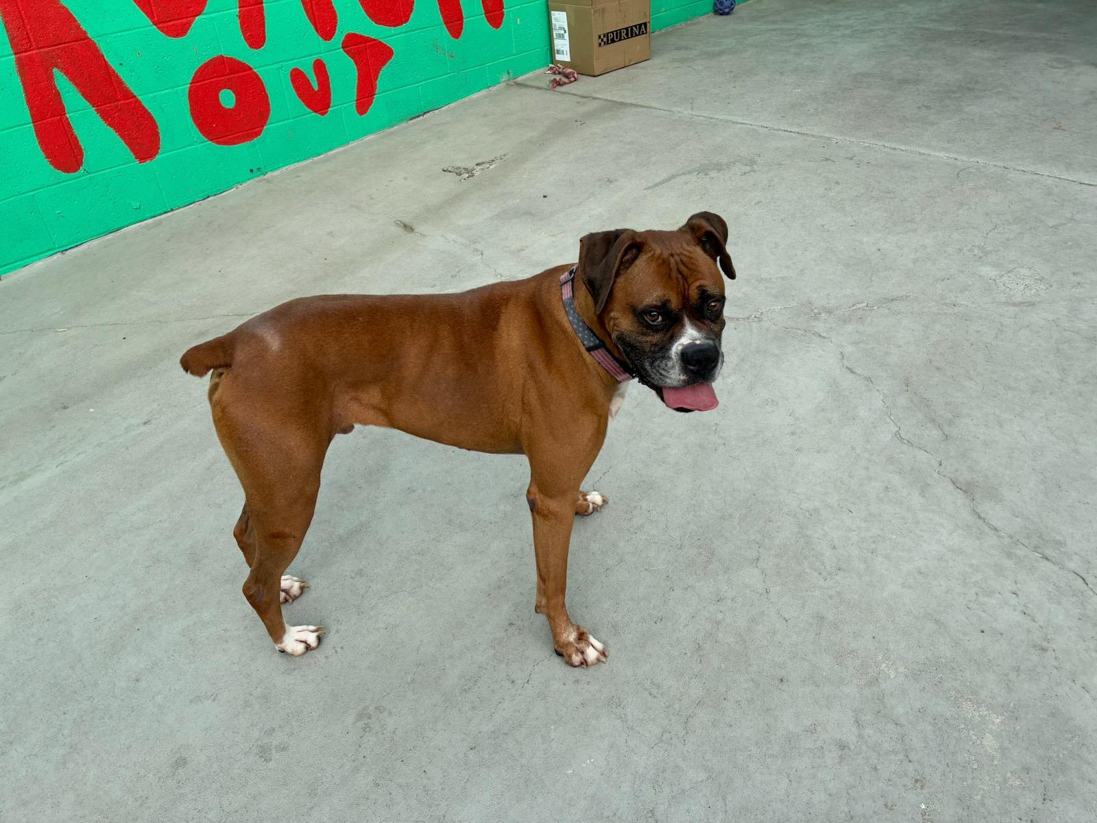 Enlarge Mellow, a Adoptable Boxer in Huntington Beach, CA image 2/4
