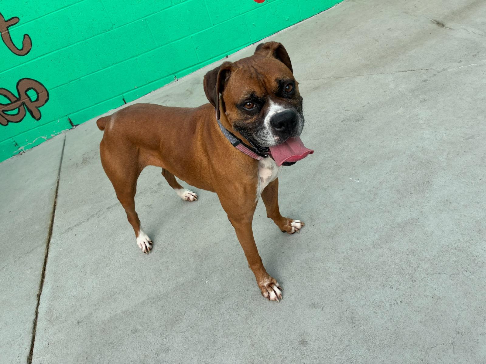 Enlarge Mellow, a Adoptable Boxer in Huntington Beach, CA image 3/4
