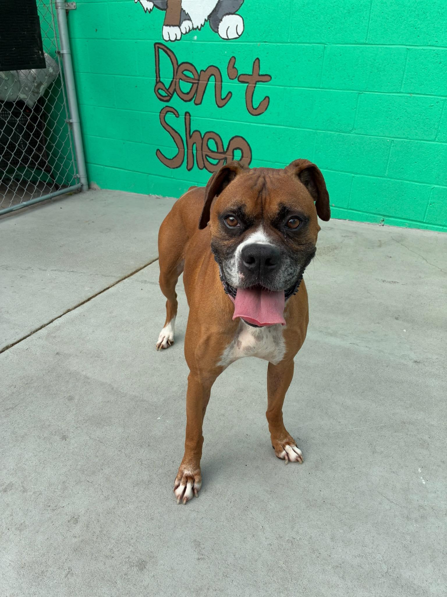 Enlarge Mellow, a Adoptable Boxer in Huntington Beach, CA image 4/4