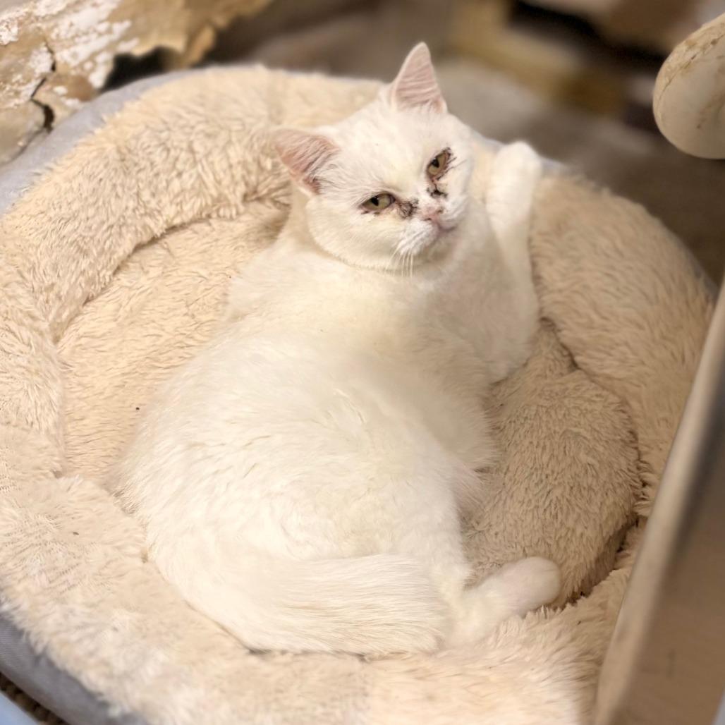 Enlarge Pishi, a Adoptable mixed breed in Enid, OK image 1/1