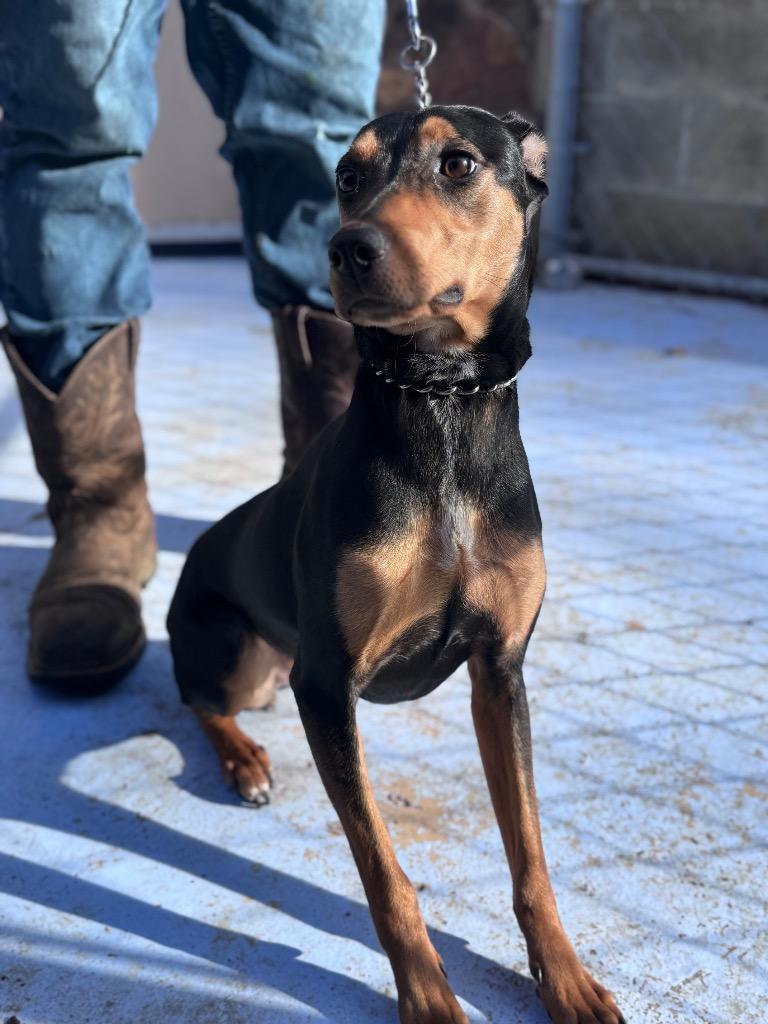 Ruby, Adoptable, Young Female Miniature Pinscher.