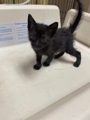 Chicken, Young Male Domestic Short Hair